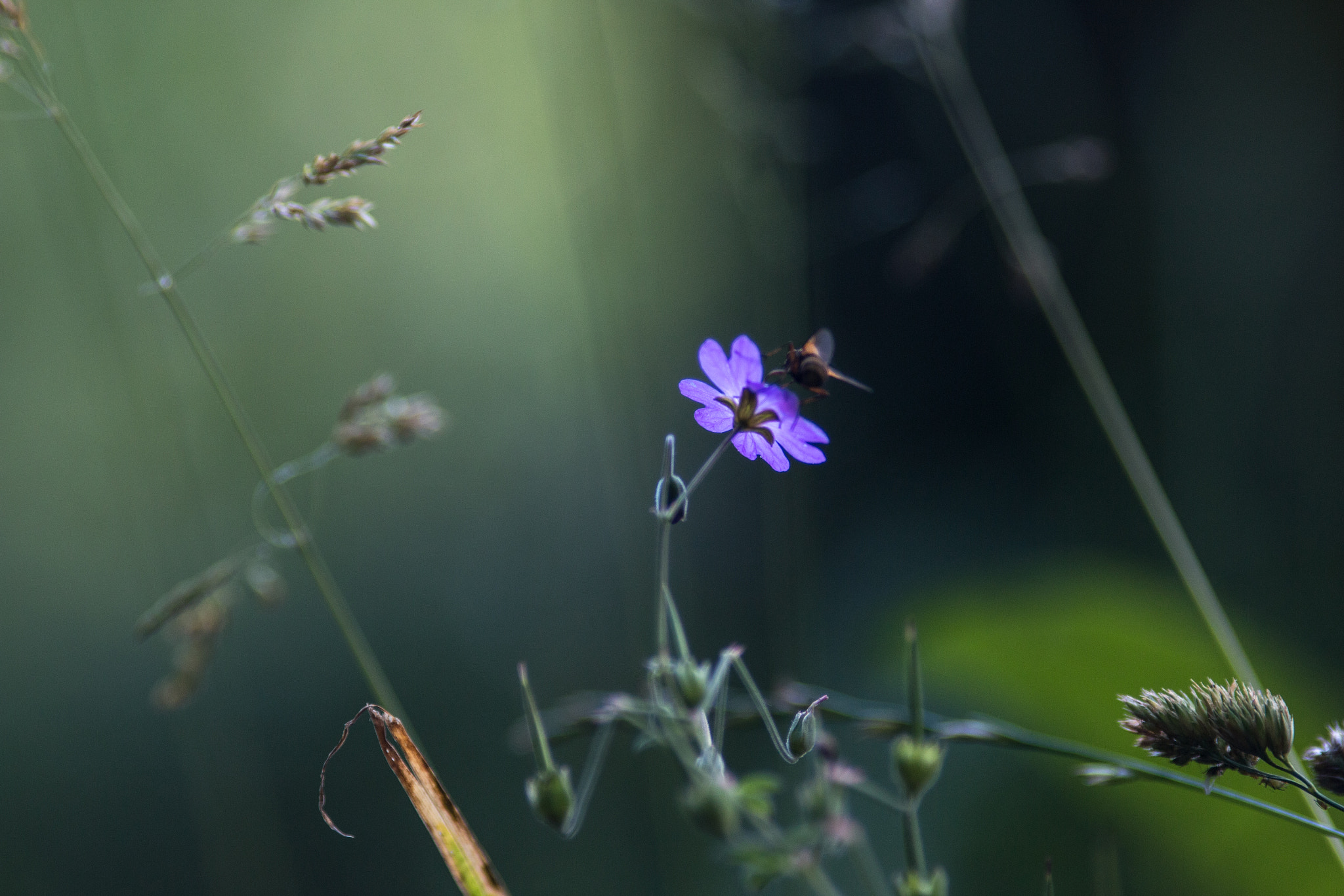 Canon EOS 70D + Canon EF 200mm F2.8L II USM sample photo. In the cool of the day iii photography