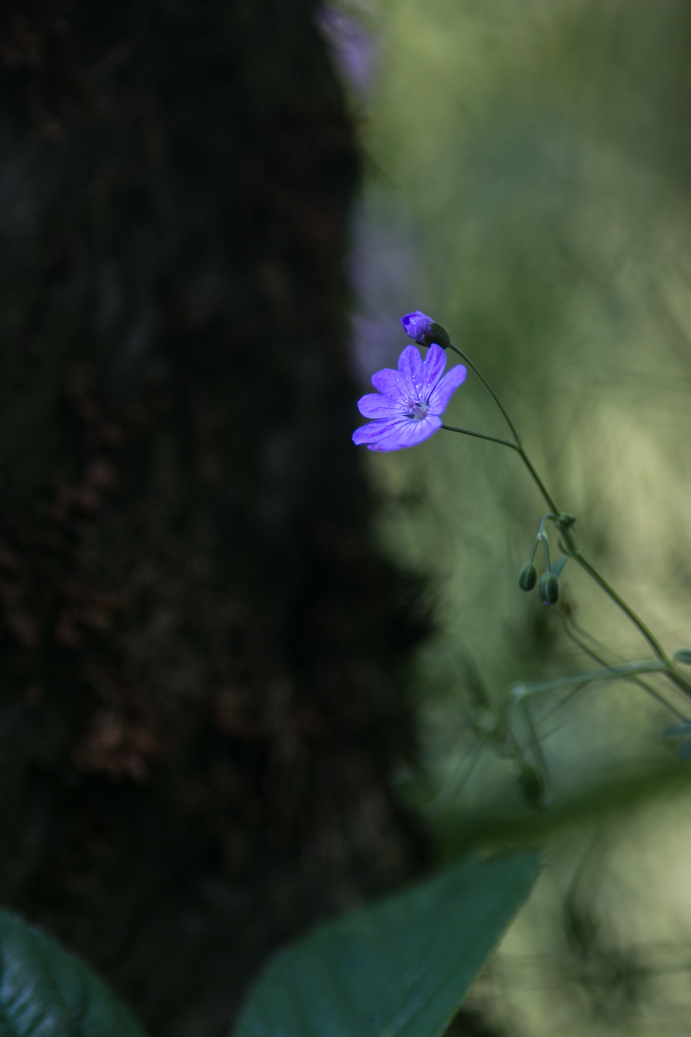 Canon EOS 70D + Canon EF 200mm F2.8L II USM sample photo. In the cool of the day ii photography