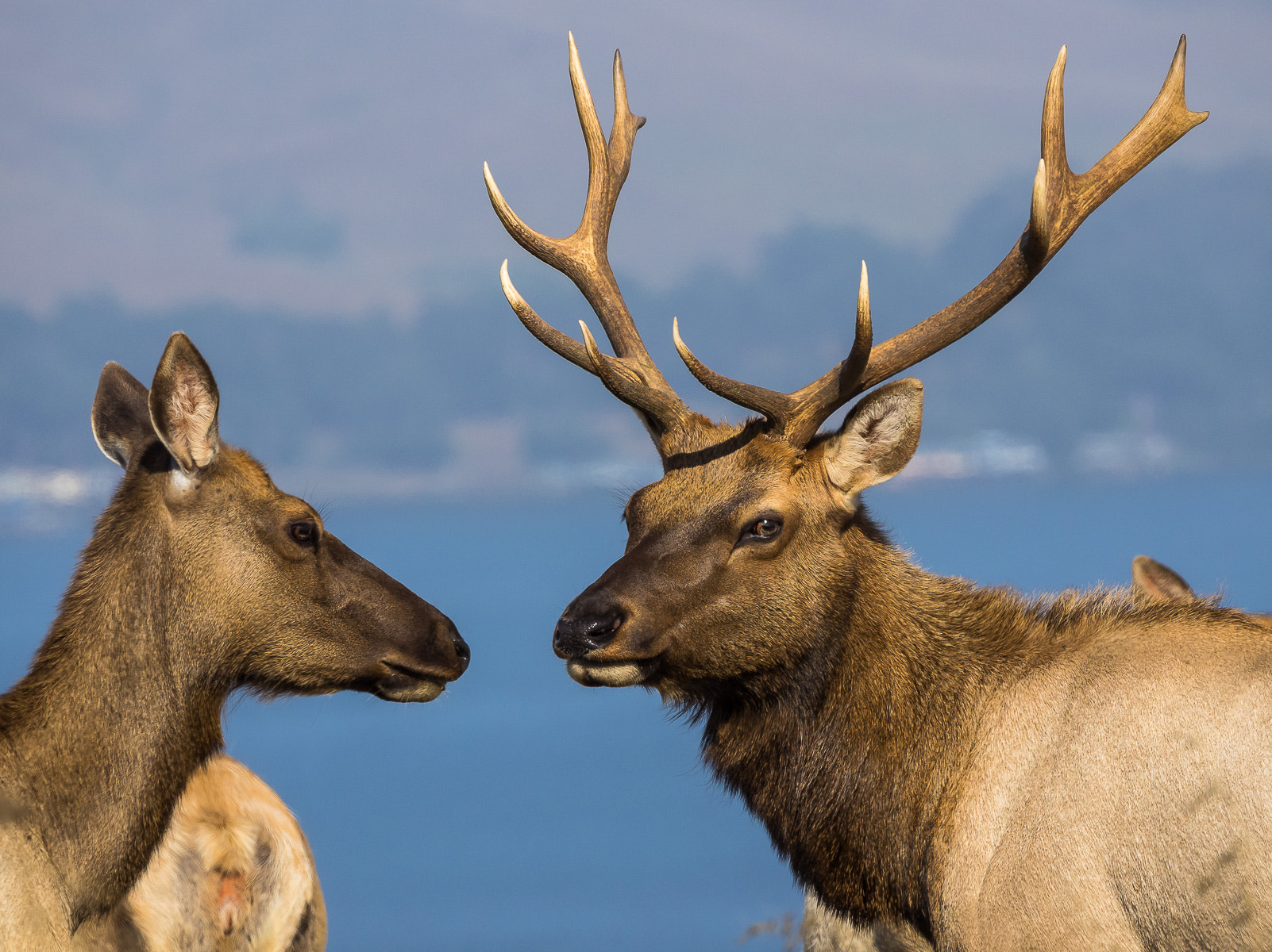 Olympus OM-D E-M1 + LEICA DG 100-400/F4.0-6.3 sample photo. Elk and wife photography