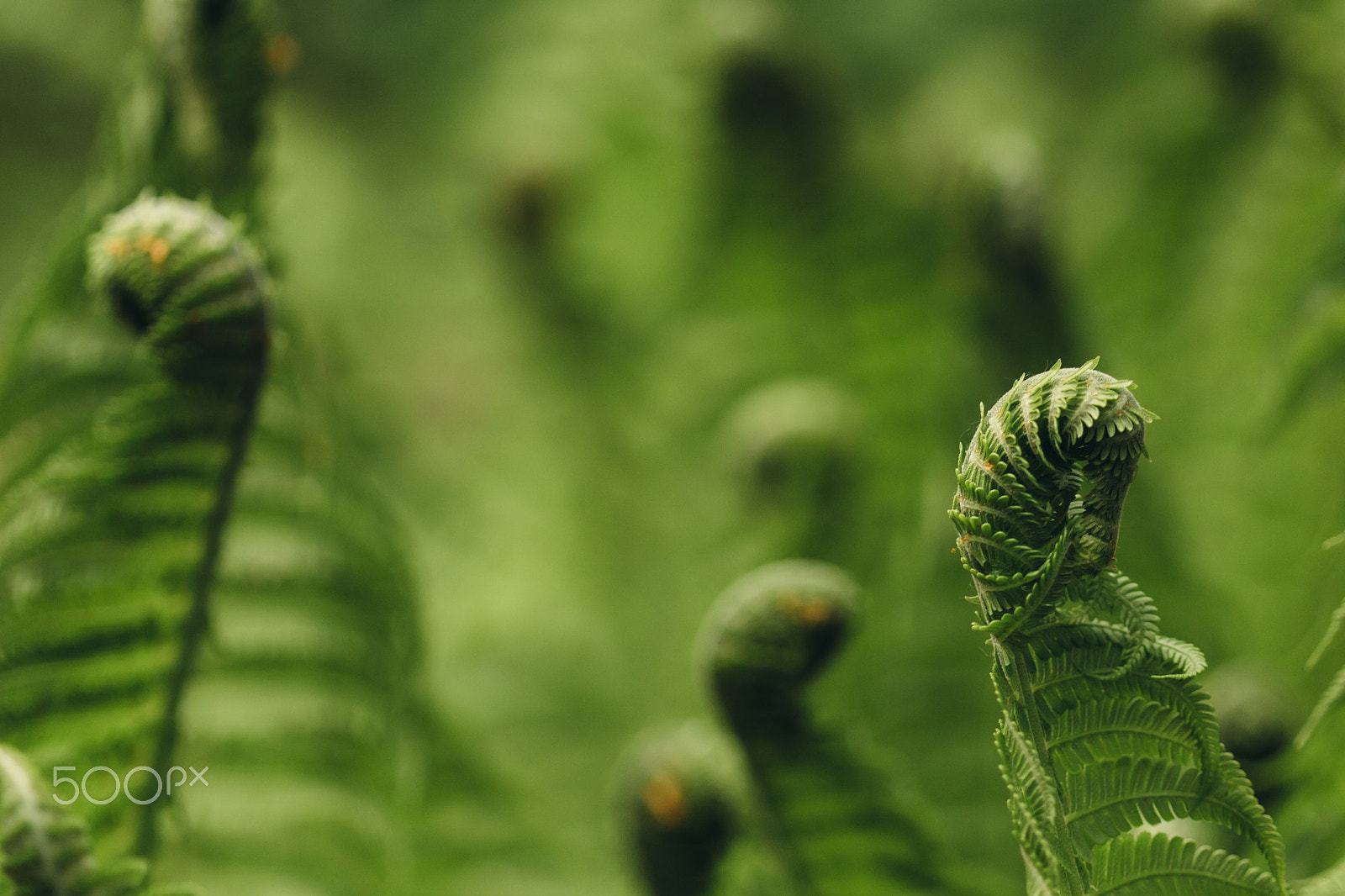 Canon EF 100mm F2.8 Macro USM sample photo. Fern like a seahorse photography