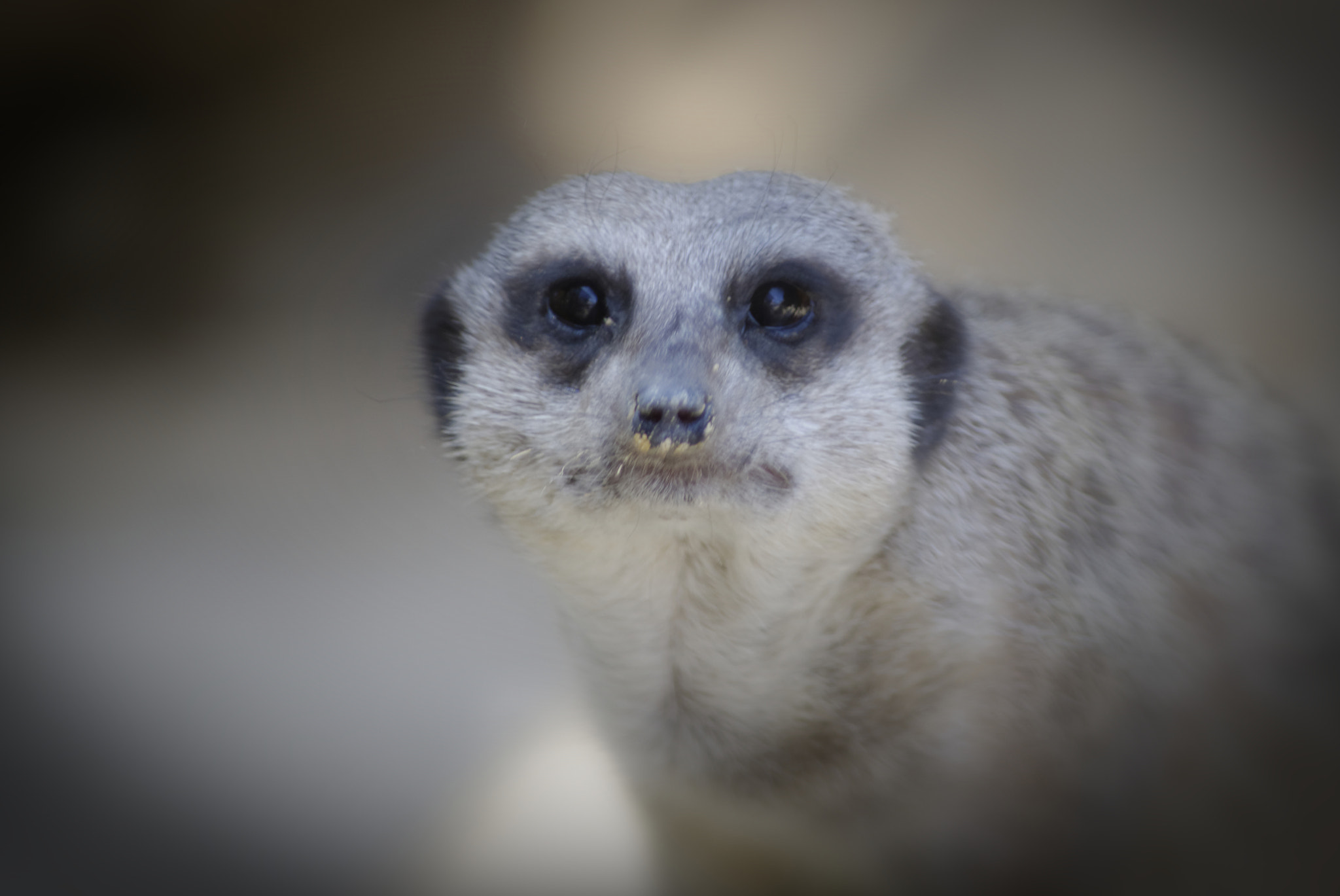Sigma 70-300mm F4-5.6 APO DG Macro sample photo. Mundomar benidorm dolphin meercat flamingo crayons photography