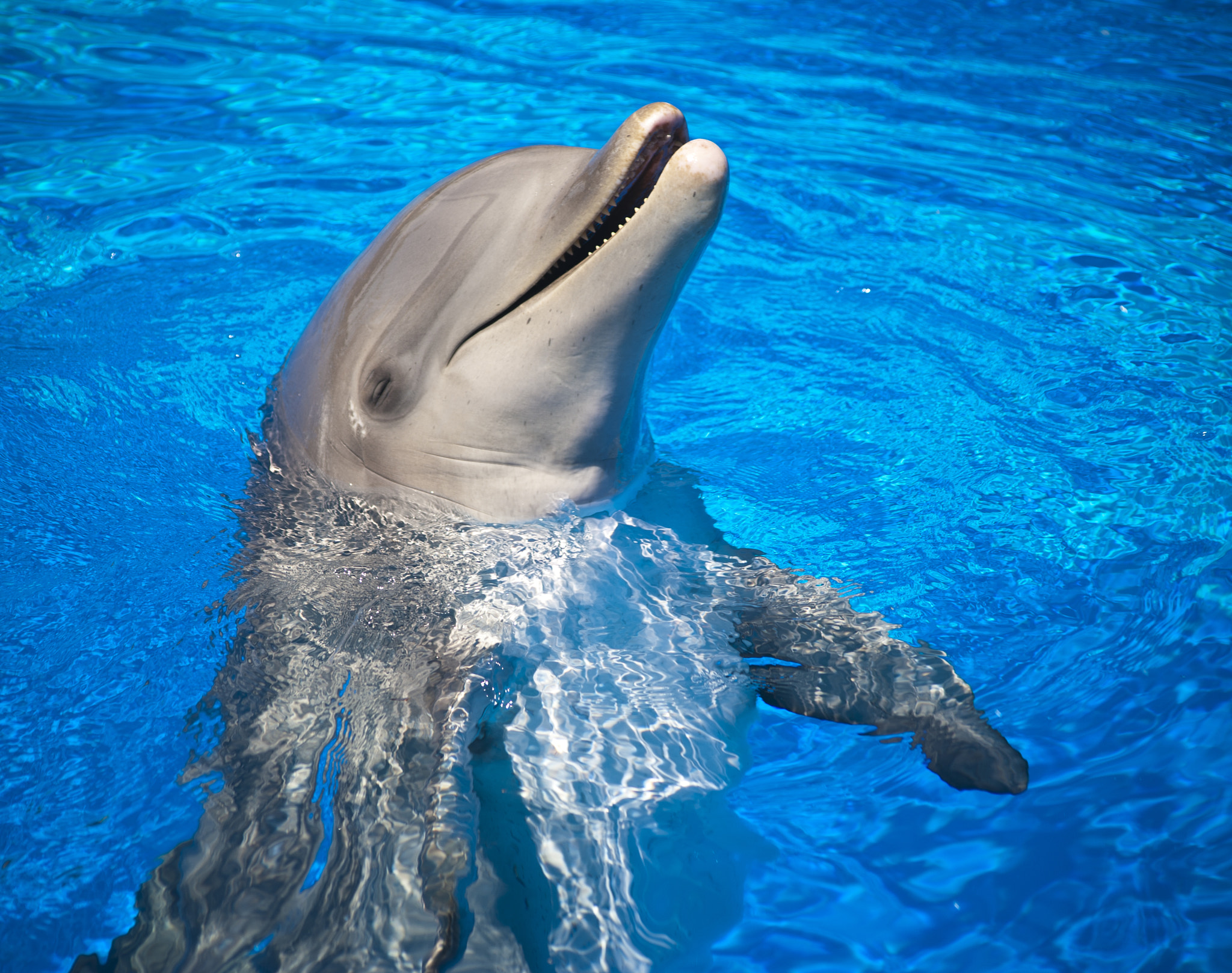 Sigma 70-300mm F4-5.6 APO DG Macro sample photo. Mundomar benidorm dolphin  photography