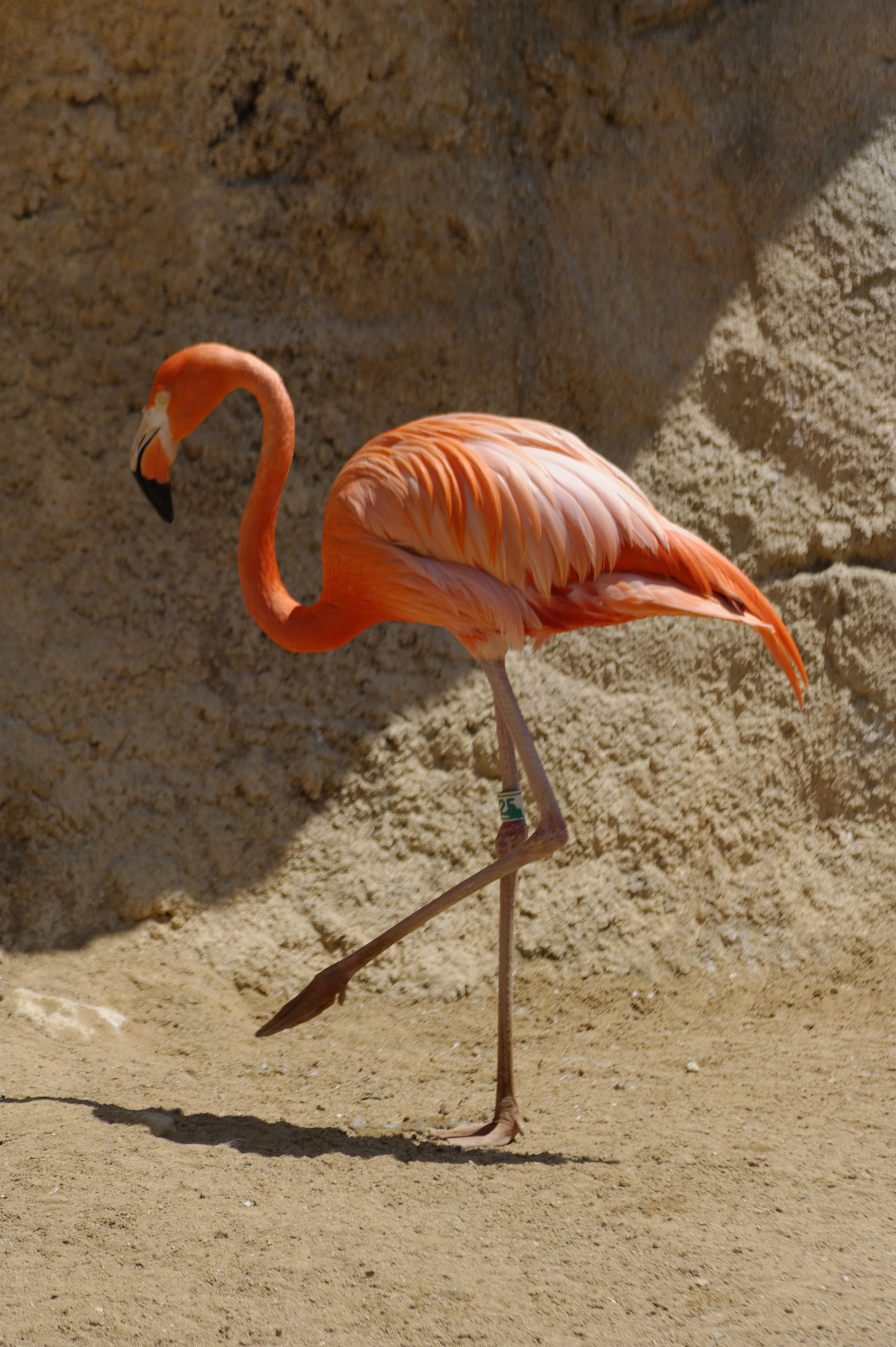 Sigma 70-300mm F4-5.6 APO DG Macro sample photo. Mundomar benidorm dolphin meercat flamingo crayons photography