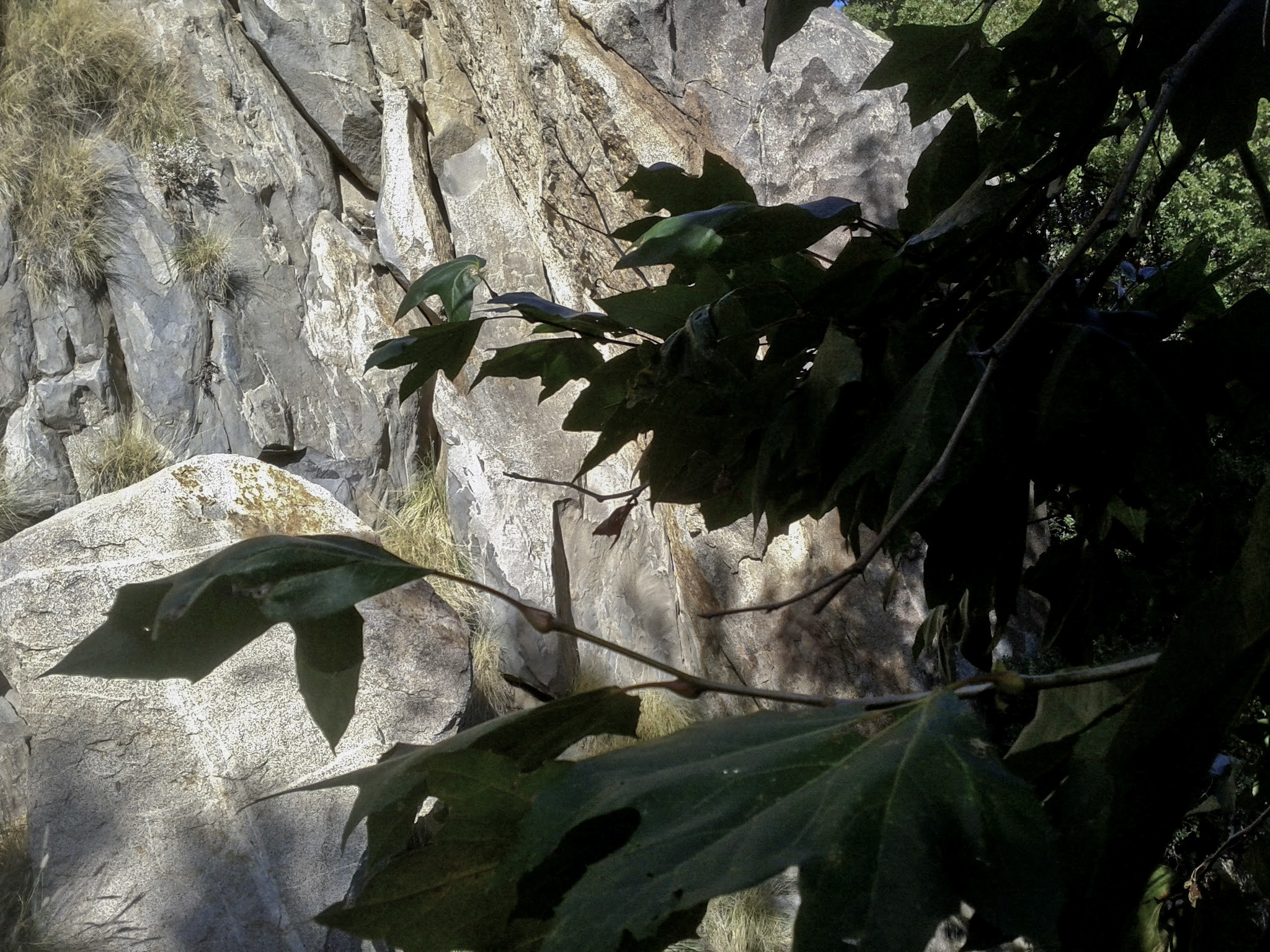 Google Nexus S sample photo. Tsu ns photography