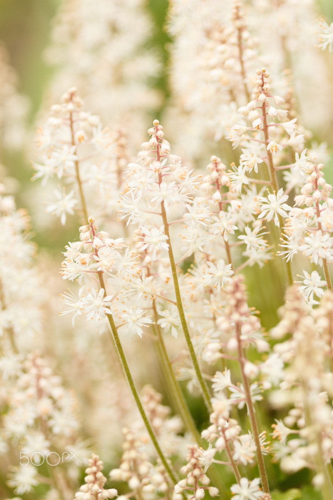Canon EF 100mm F2.8 Macro USM sample photo. Summertime photography