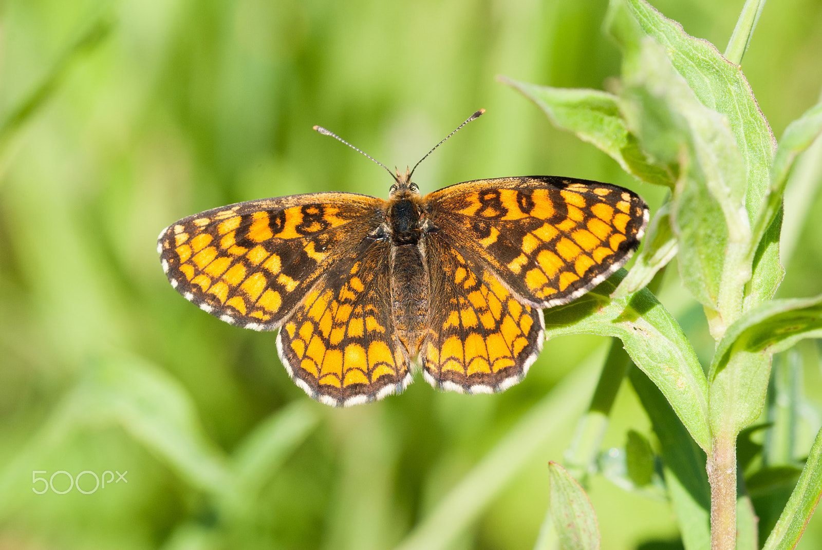 Sigma 105mm F2.8 EX DG OS HSM sample photo. Heath fritillary photography