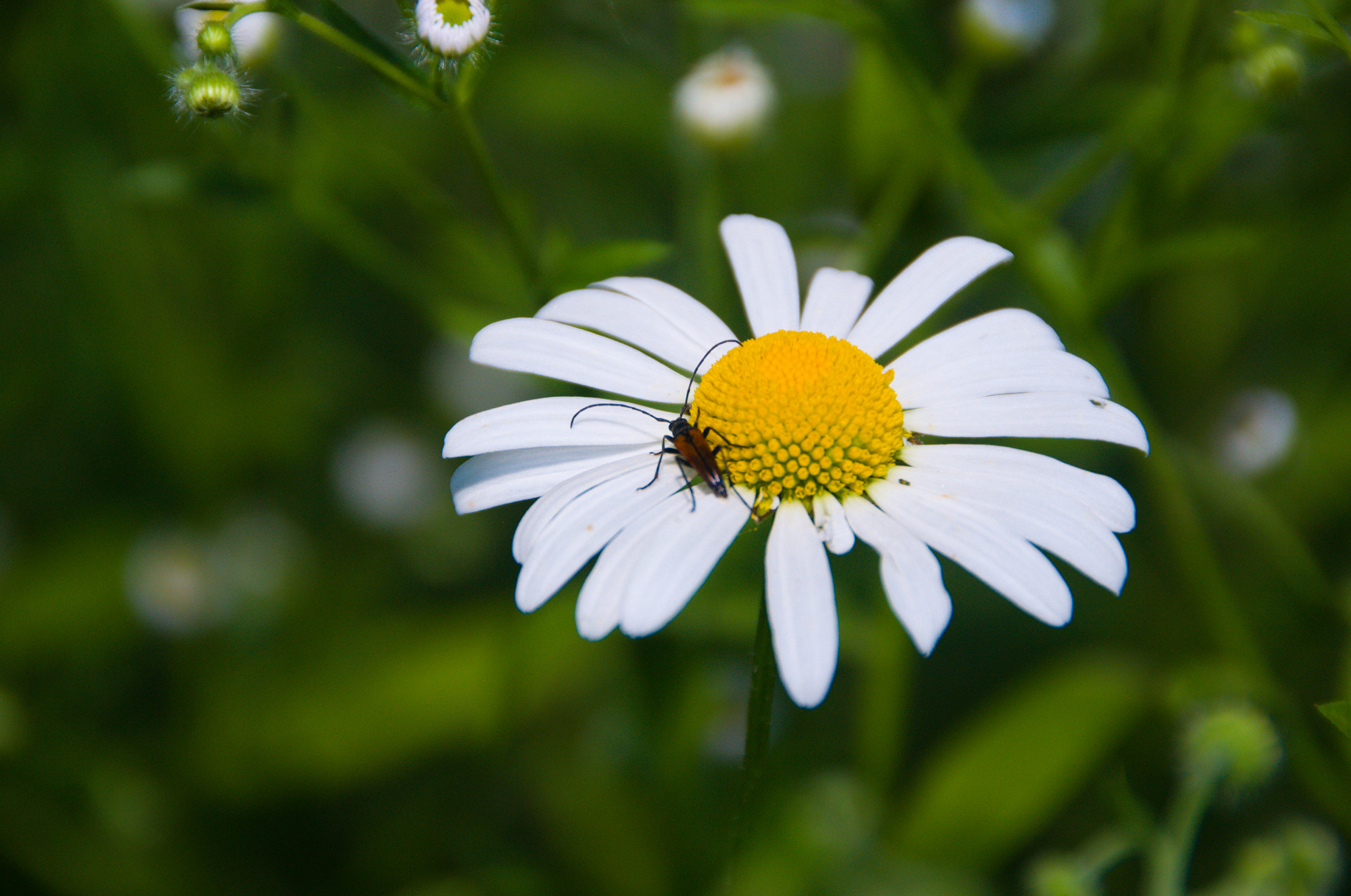 Nikon D3100 + Sigma 18-250mm F3.5-6.3 DC OS HSM sample photo. Chamomile and beetle photography