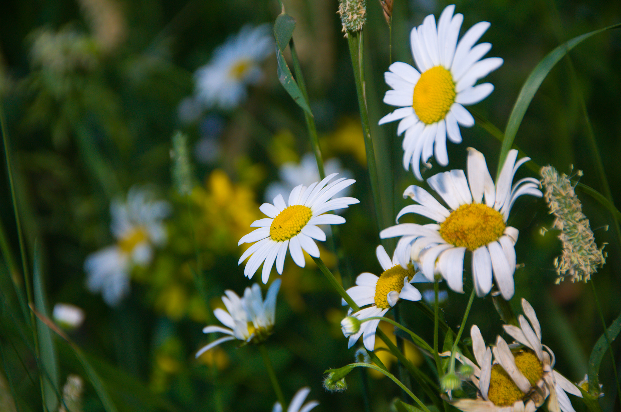 Sigma 18-250mm F3.5-6.3 DC OS HSM sample photo. Chamomiles photography