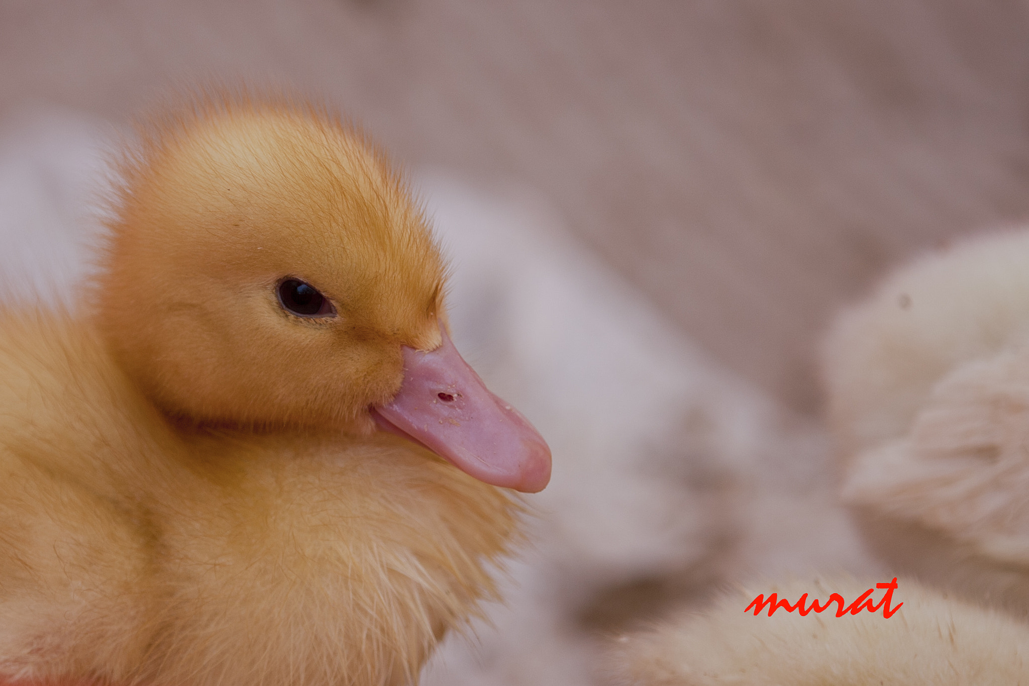 Tamron SP AF 180mm F3.5 Di LD (IF) Macro sample photo. Duck photography