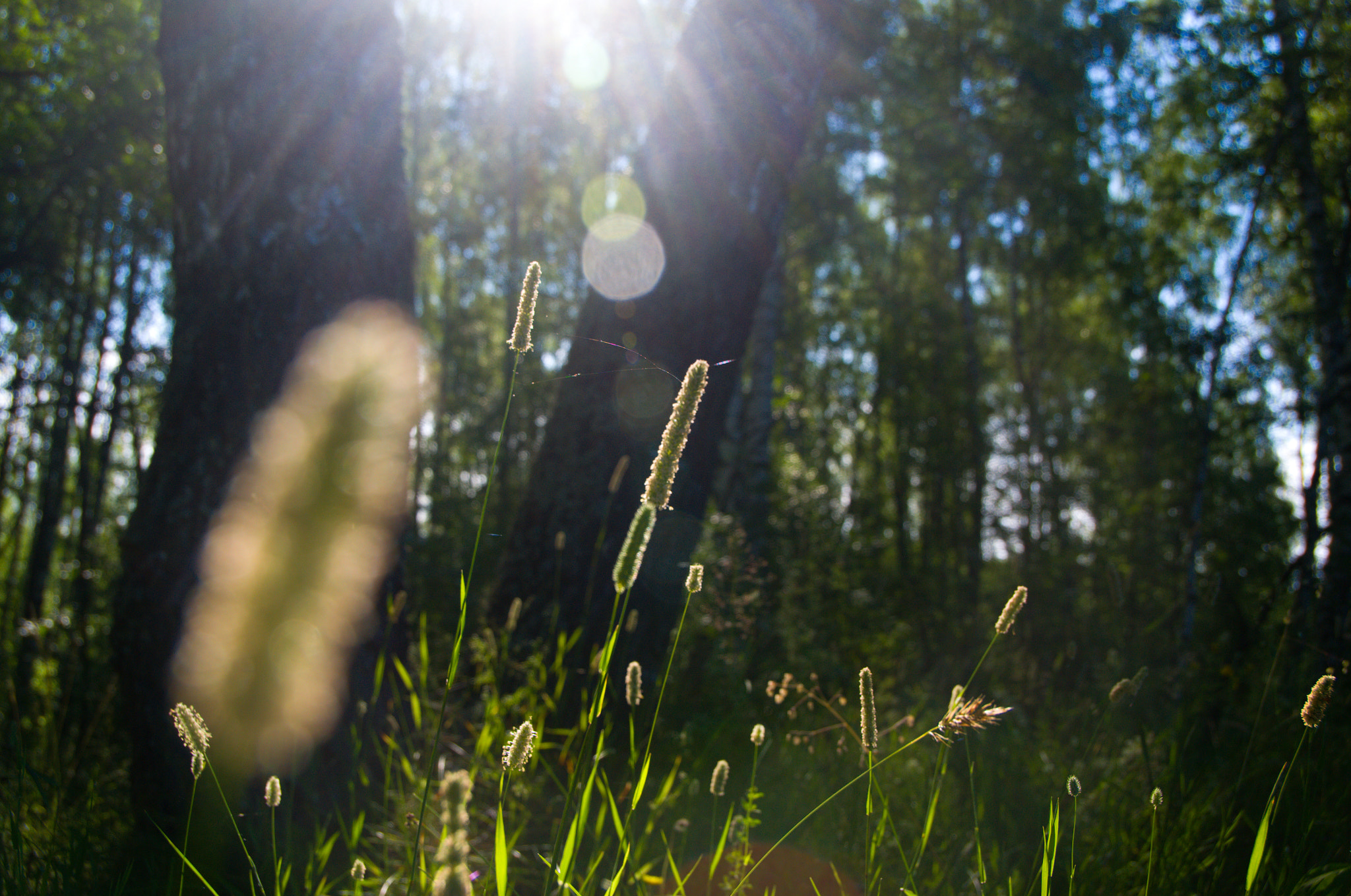 Sigma 18-250mm F3.5-6.3 DC OS HSM sample photo. Grass and sunlight photography
