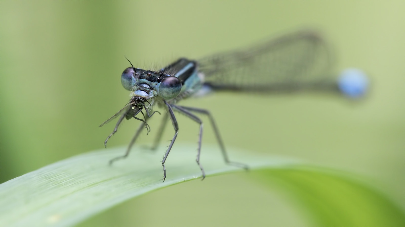 Canon EOS 7D Mark II + Tamron SP AF 180mm F3.5 Di LD (IF) Macro sample photo. Bon appétit photography