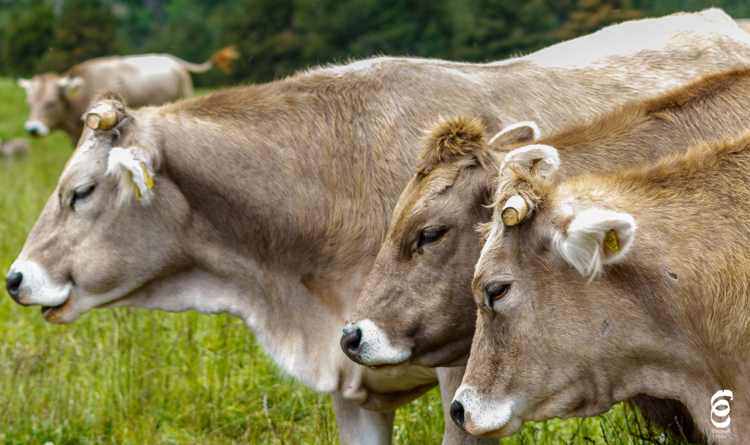 Sigma 70-300mm F4-5.6 APO DG Macro sample photo. Cow ³ photography