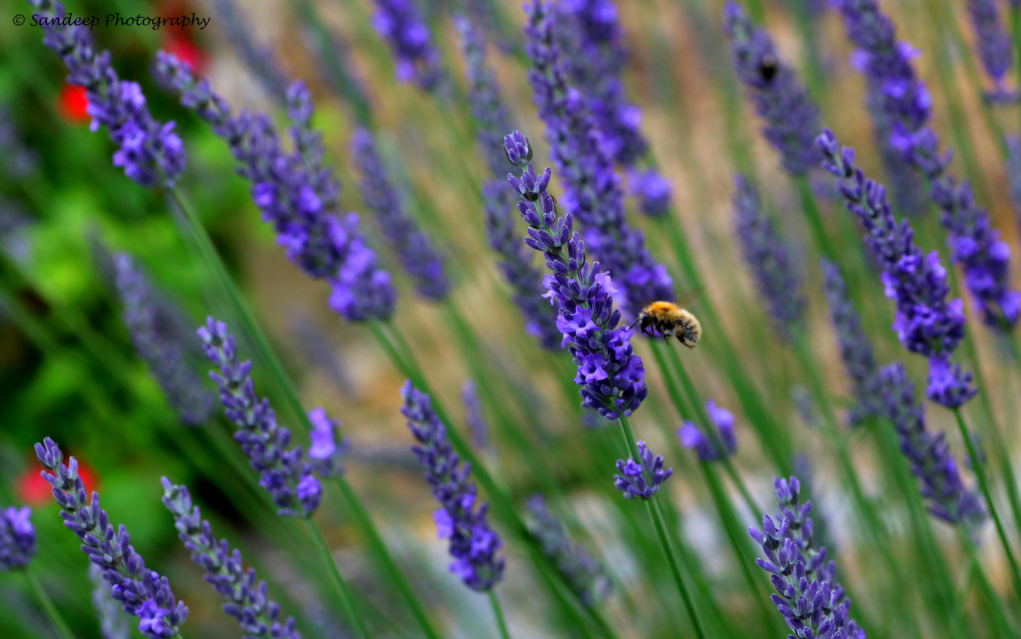 Canon EOS 750D (EOS Rebel T6i / EOS Kiss X8i) + Tamron SP AF 90mm F2.8 Di Macro sample photo. Lavender photography