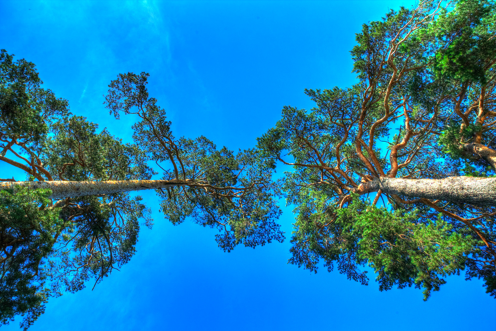 Canon EOS-1D C + ZEISS Distagon T* 21mm F2.8 sample photo. Trees photography