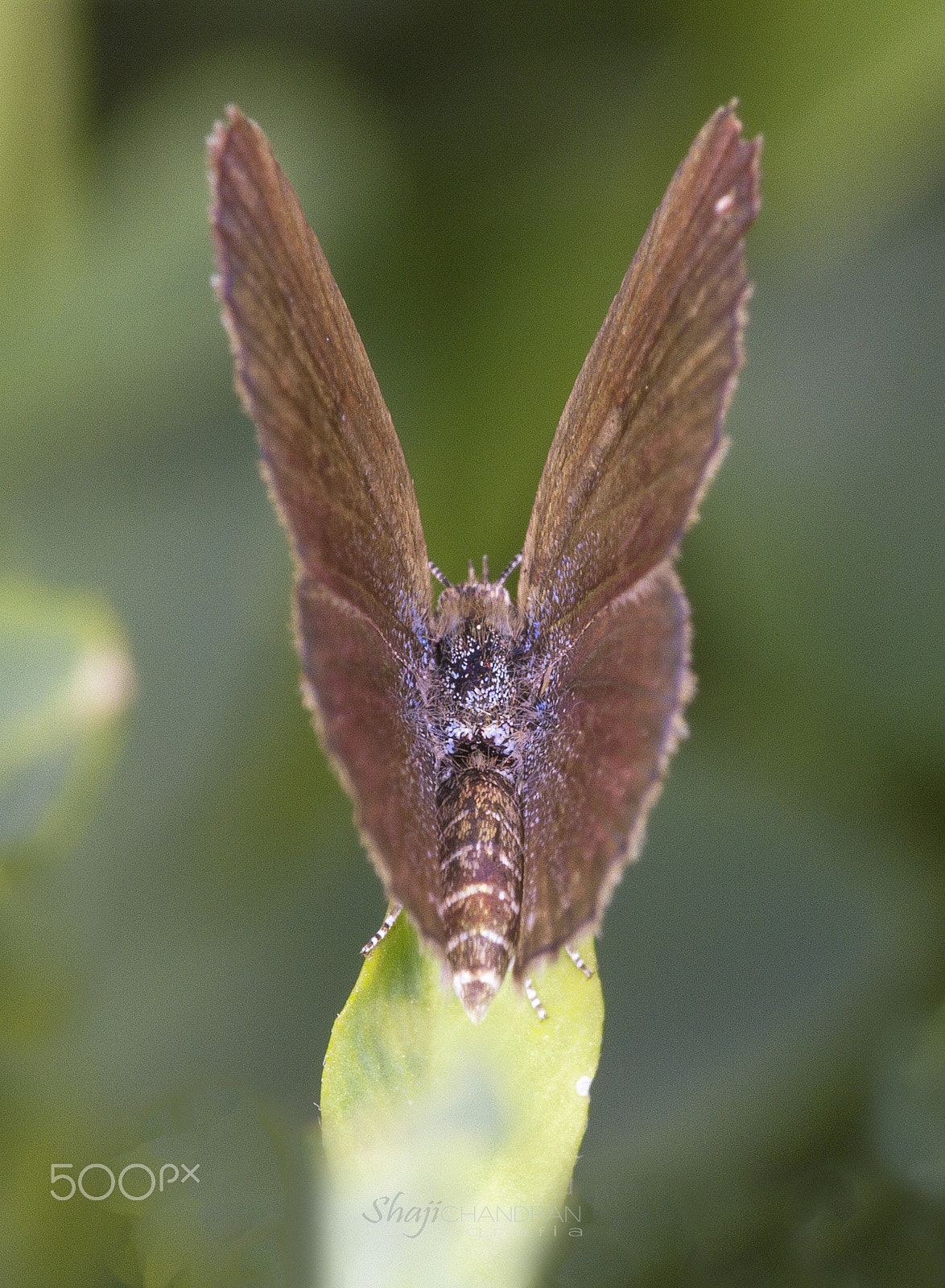 Canon EF 180mm F3.5L Macro USM sample photo. "v" photography