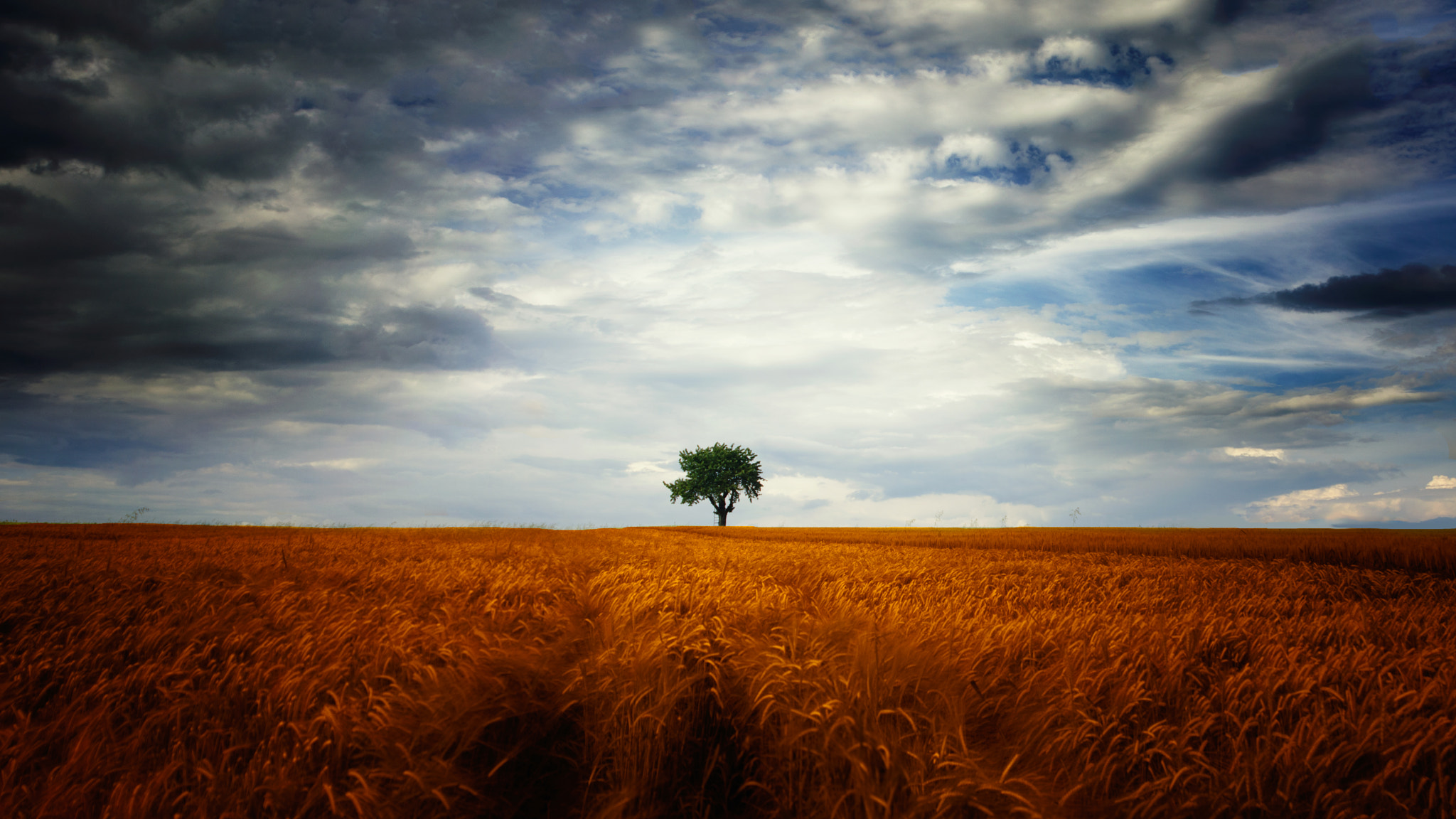 AF Zoom-Nikkor 24-120mm f/3.5-5.6D IF sample photo. Fields of gold photography