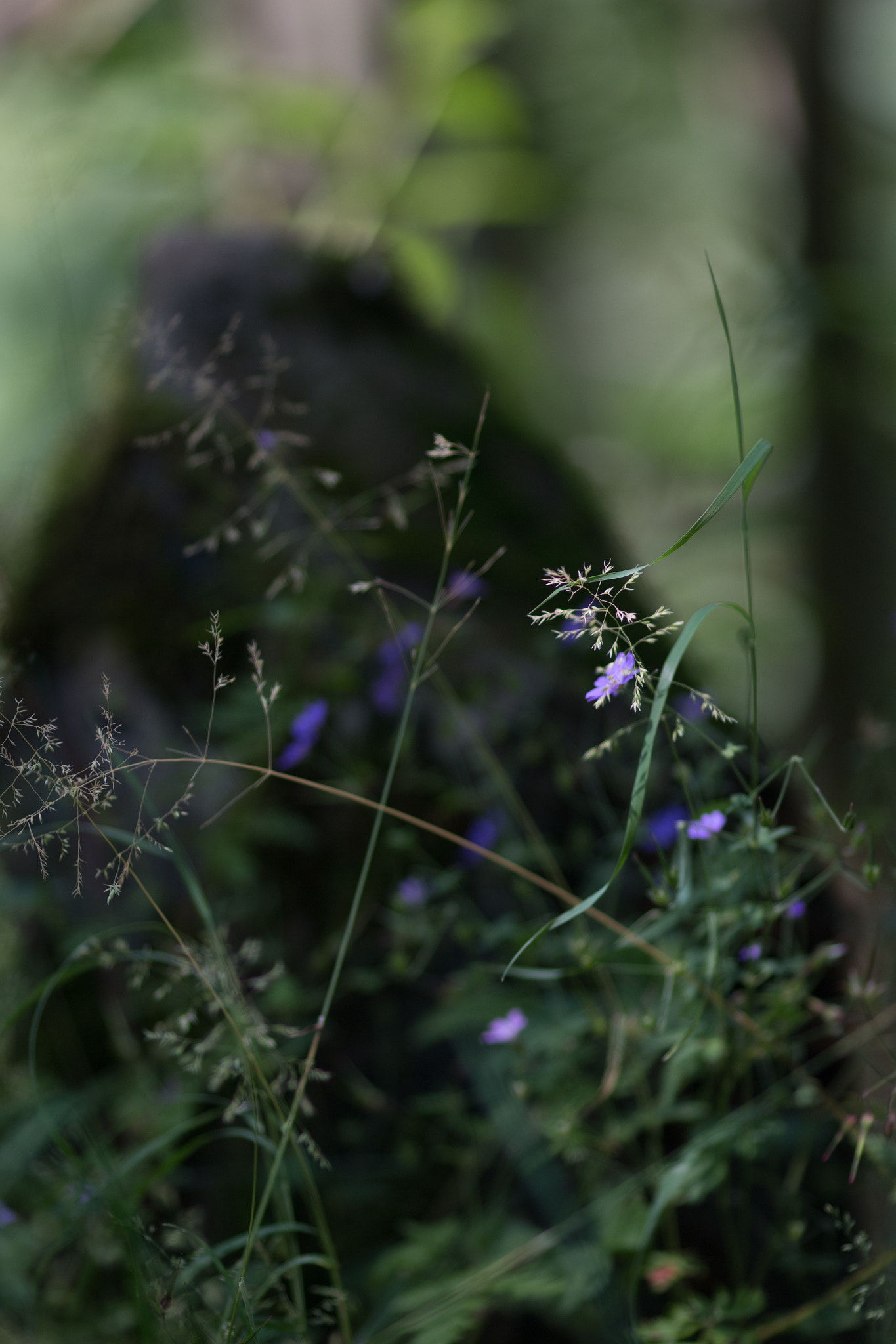 Canon EOS 70D + Canon EF 135mm F2L USM sample photo. Wildflower dreaming photography