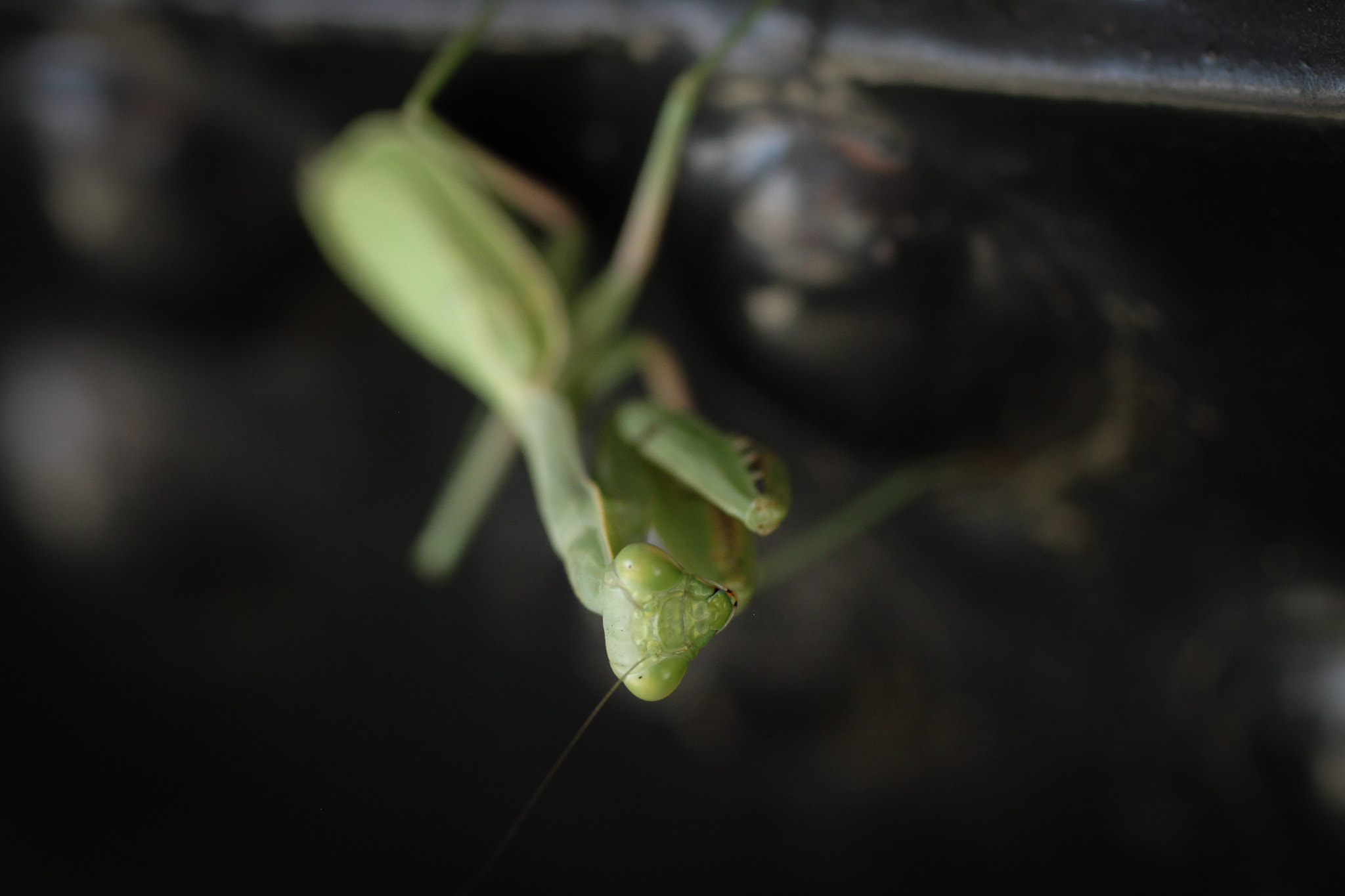 Canon EF 50mm F2.5 Macro sample photo. Pray photography