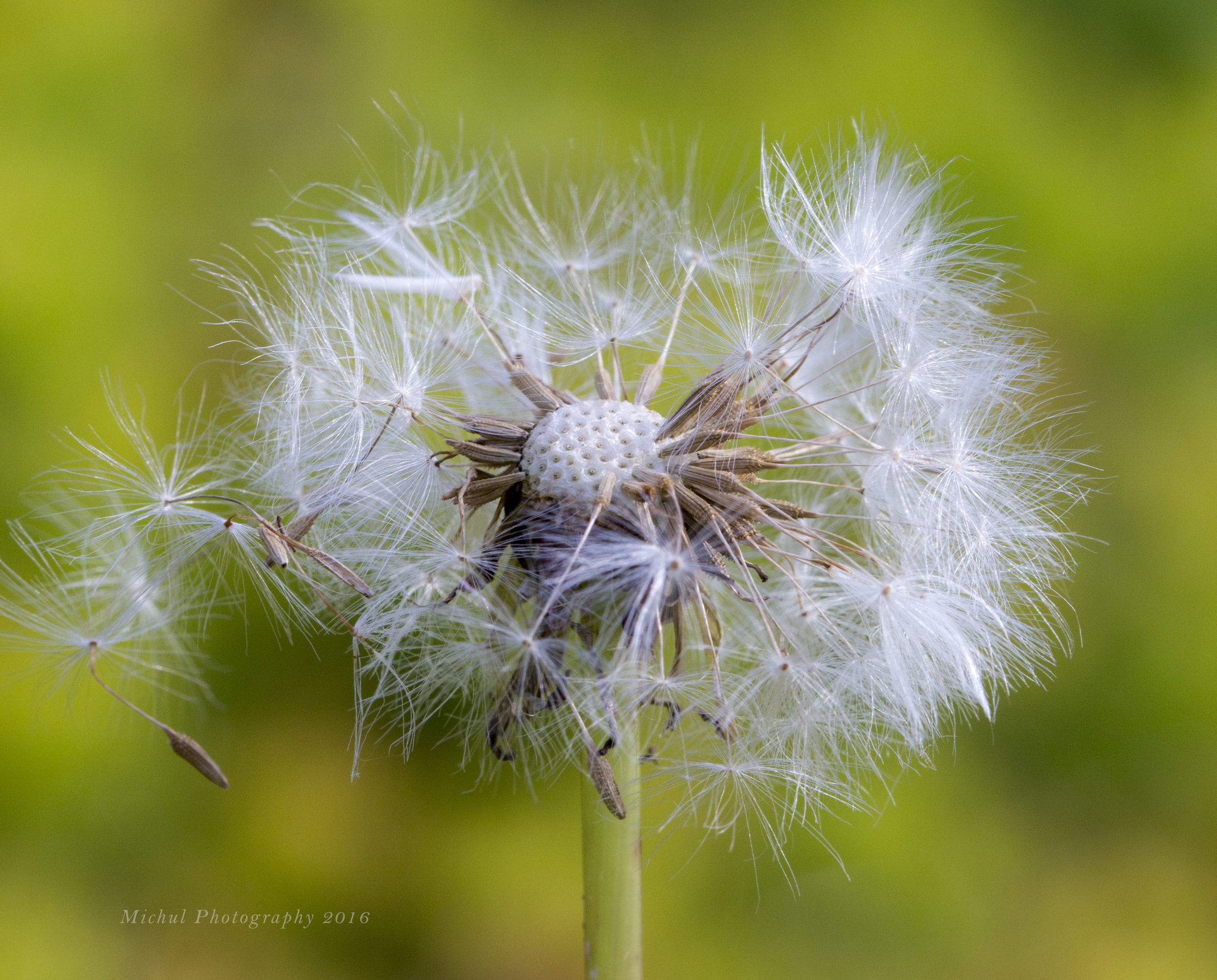 Canon EF 100mm F2.8L Macro IS USM sample photo. Puff photography