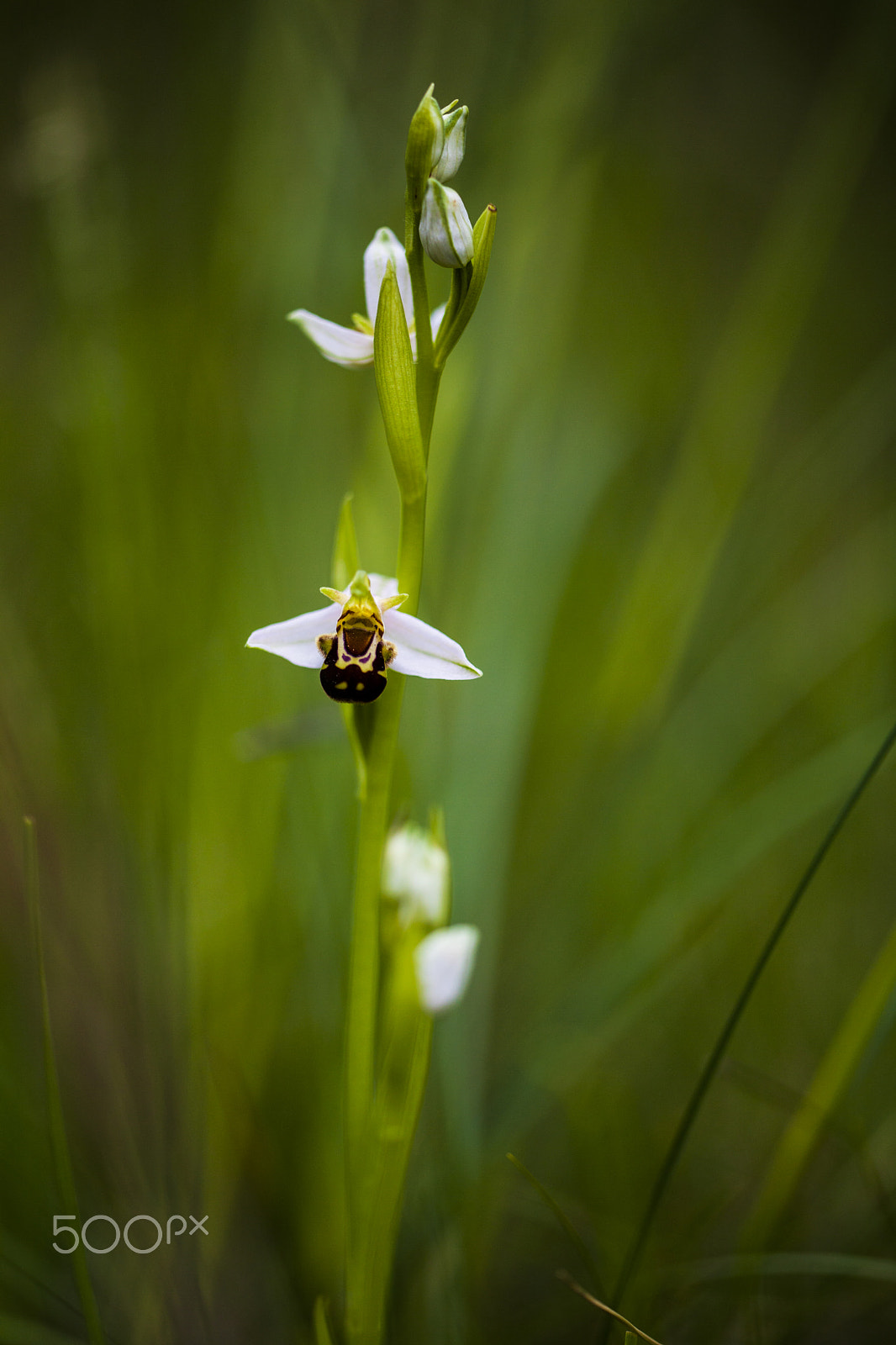 Sigma APO Macro 150mm f/2.8 EX DG HSM sample photo. Orchid and flowers photography