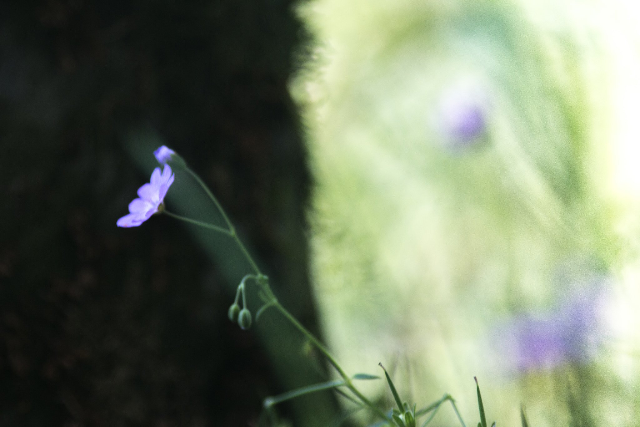 Canon EOS 70D + Canon EF 200mm F2.8L II USM sample photo. In the cool of the day v photography