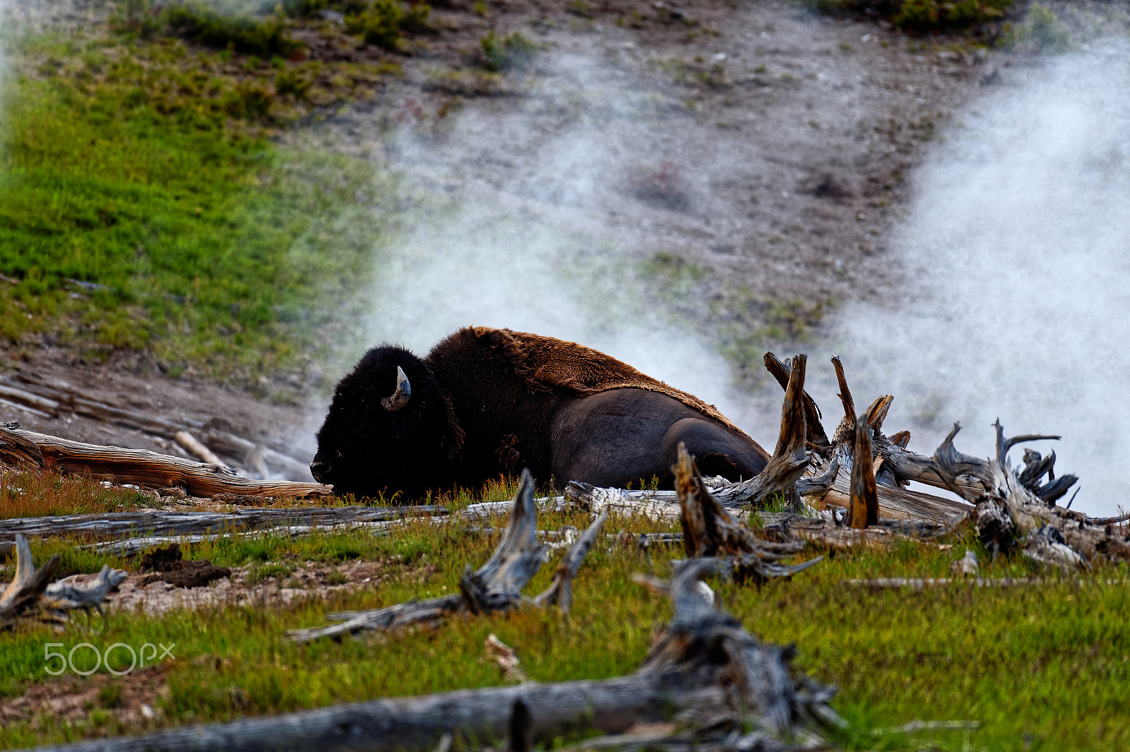 Nikon AF-S Nikkor 200-500mm F5.6E ED VR sample photo. Bison resting near geyser photography