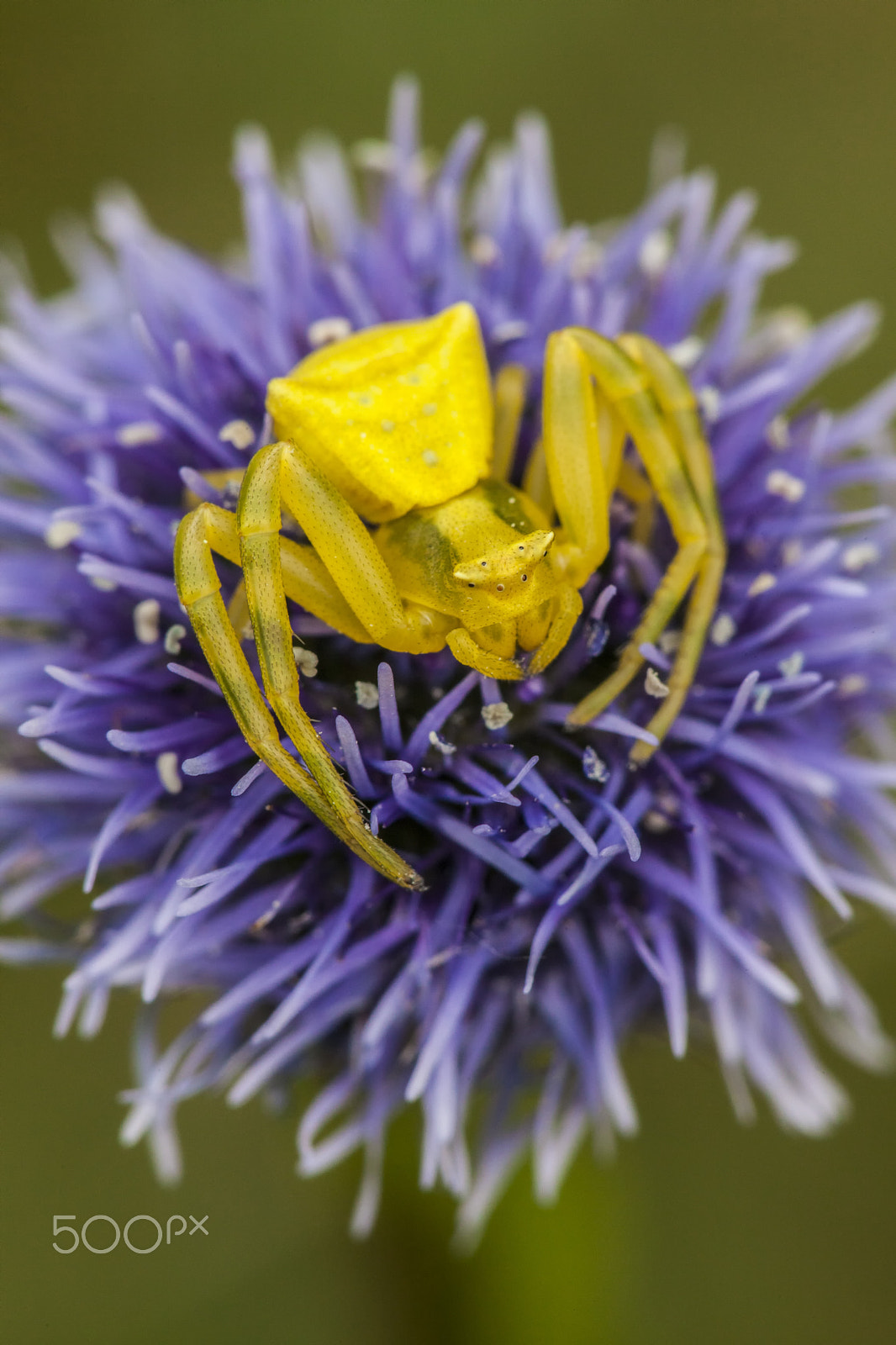 Sigma APO Macro 150mm f/2.8 EX DG HSM sample photo. Spider photography