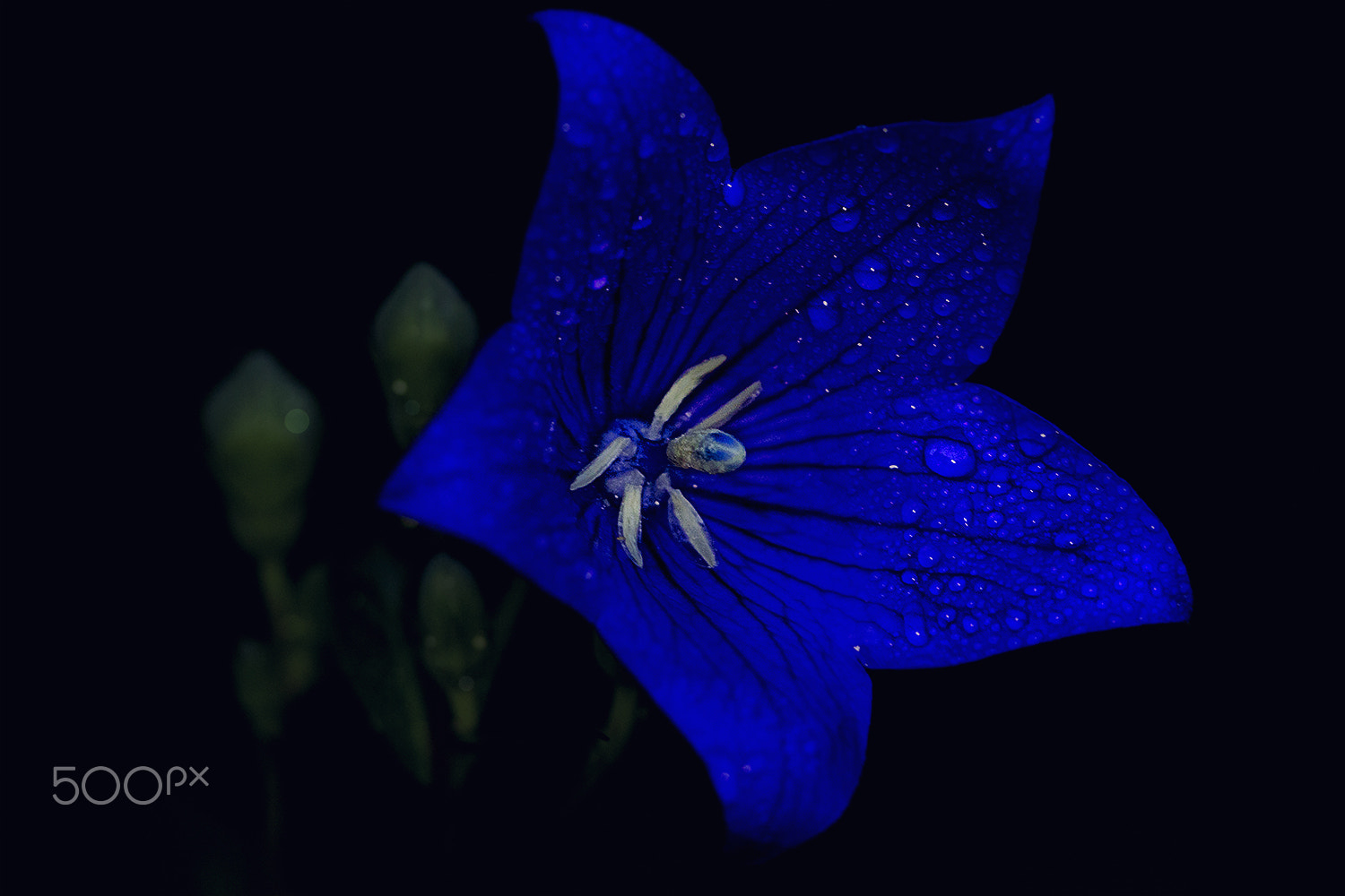 Sigma APO Macro 150mm f/2.8 EX DG HSM sample photo. Flower from pandora photography