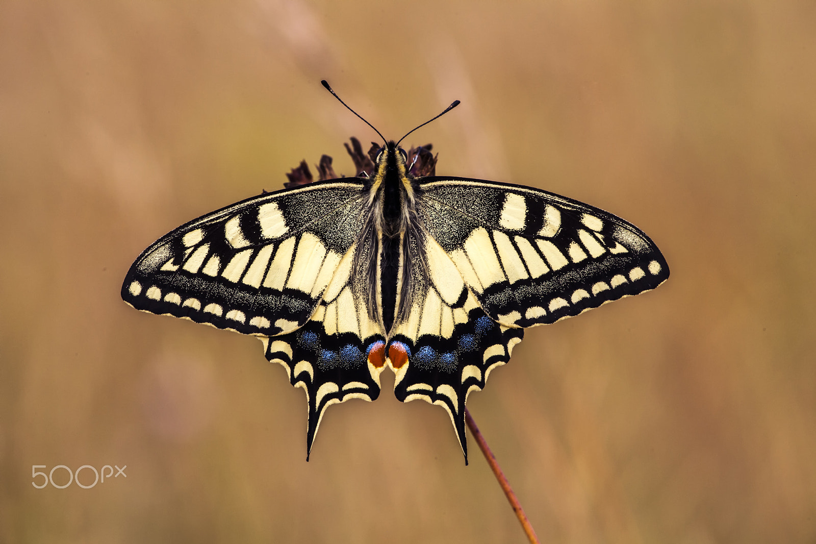 Sigma APO Macro 150mm f/2.8 EX DG HSM sample photo. Swallowtail photography