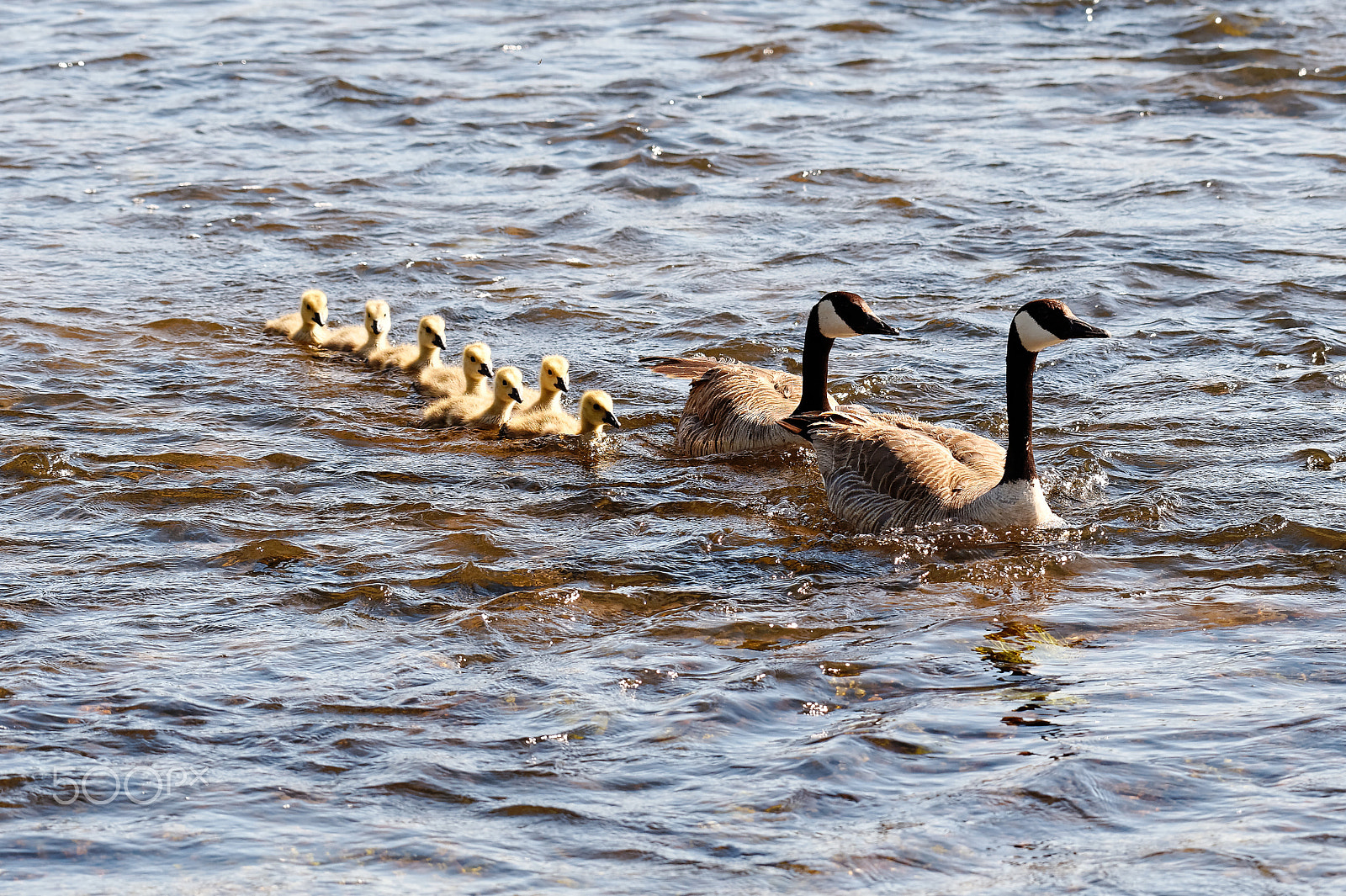 Nikon AF-S Nikkor 200-500mm F5.6E ED VR sample photo. Canada goose family photography