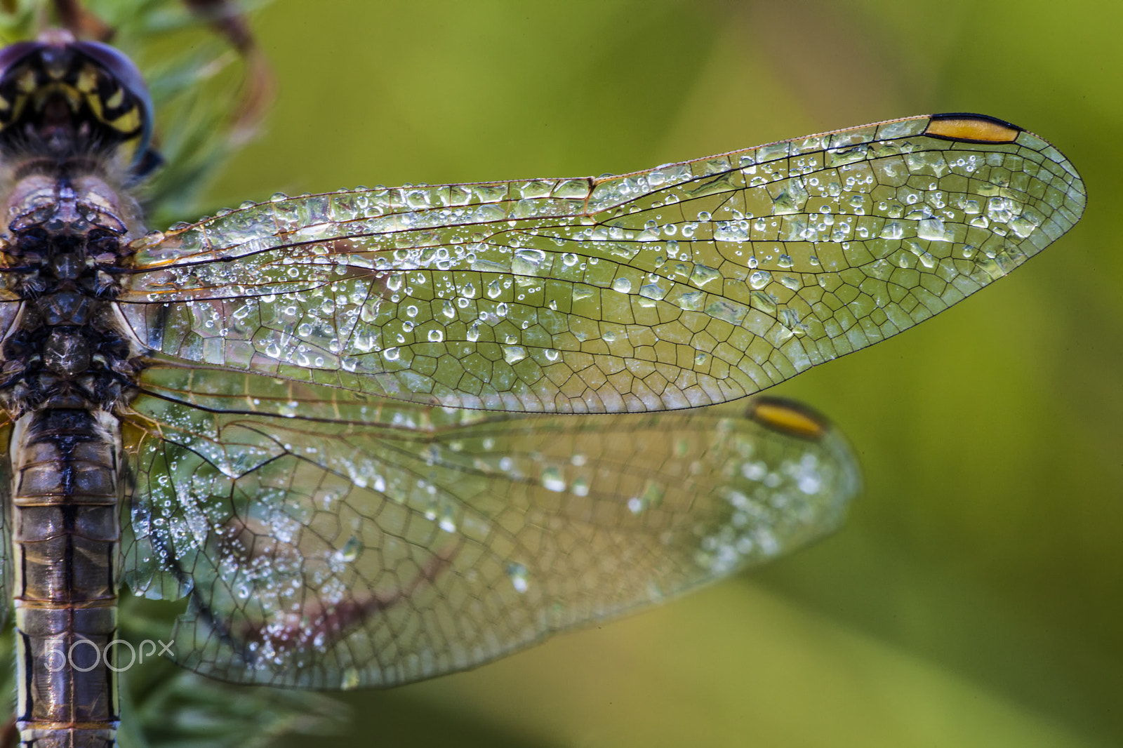 Sigma APO Macro 150mm f/2.8 EX DG HSM sample photo. Dragonfly photography