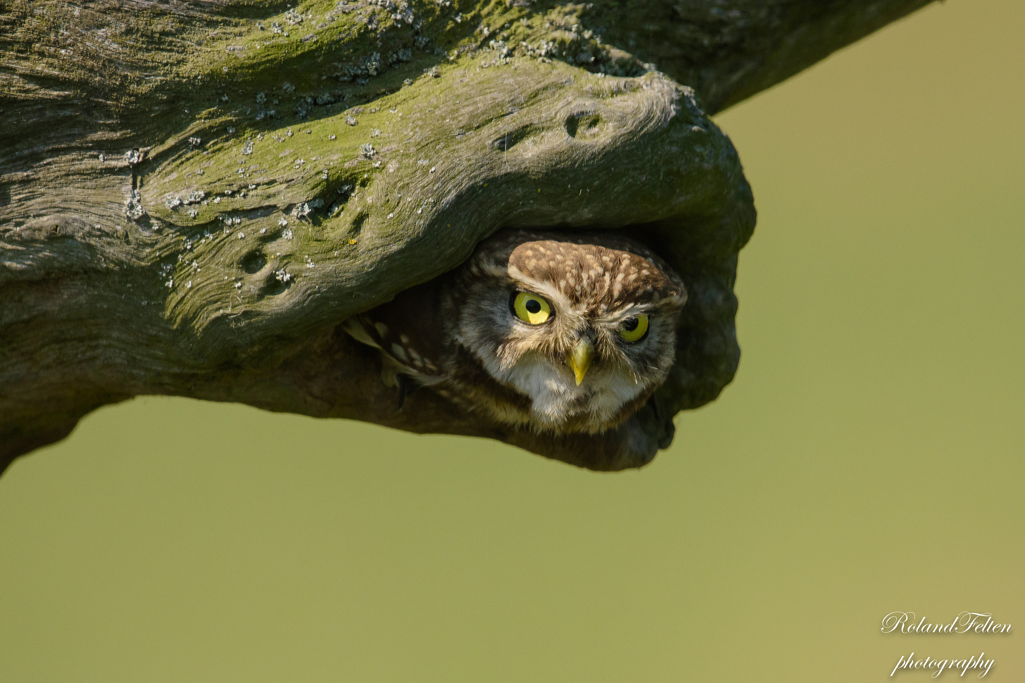 Nikon D7200 + Nikon AF-S Nikkor 600mm F4G ED VR sample photo. Little owl photography