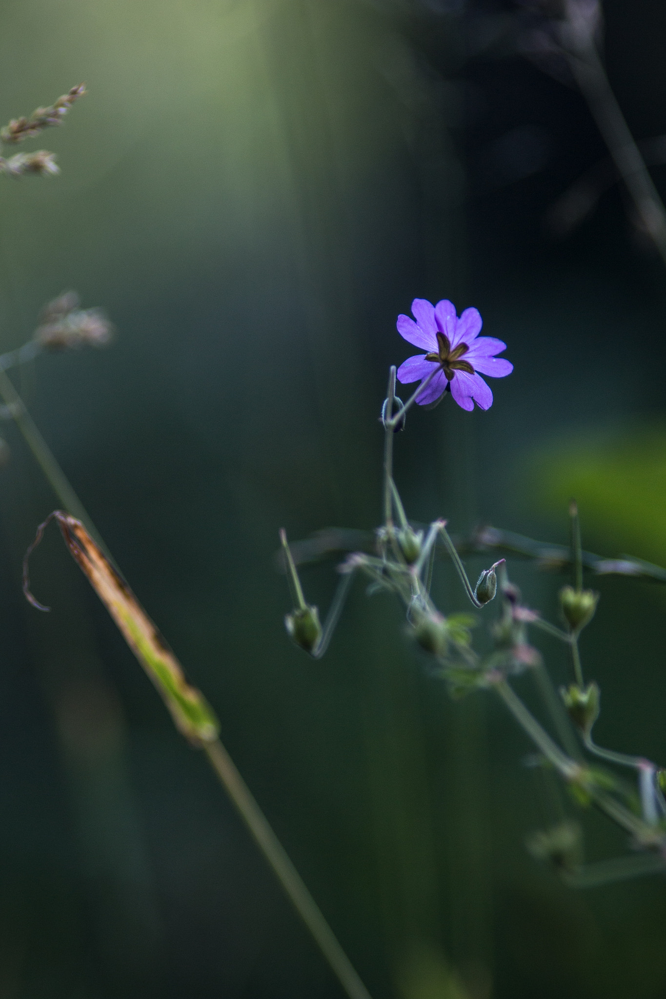 Canon EOS 70D + Canon EF 200mm F2.8L II USM sample photo. In the cool of the day vi photography