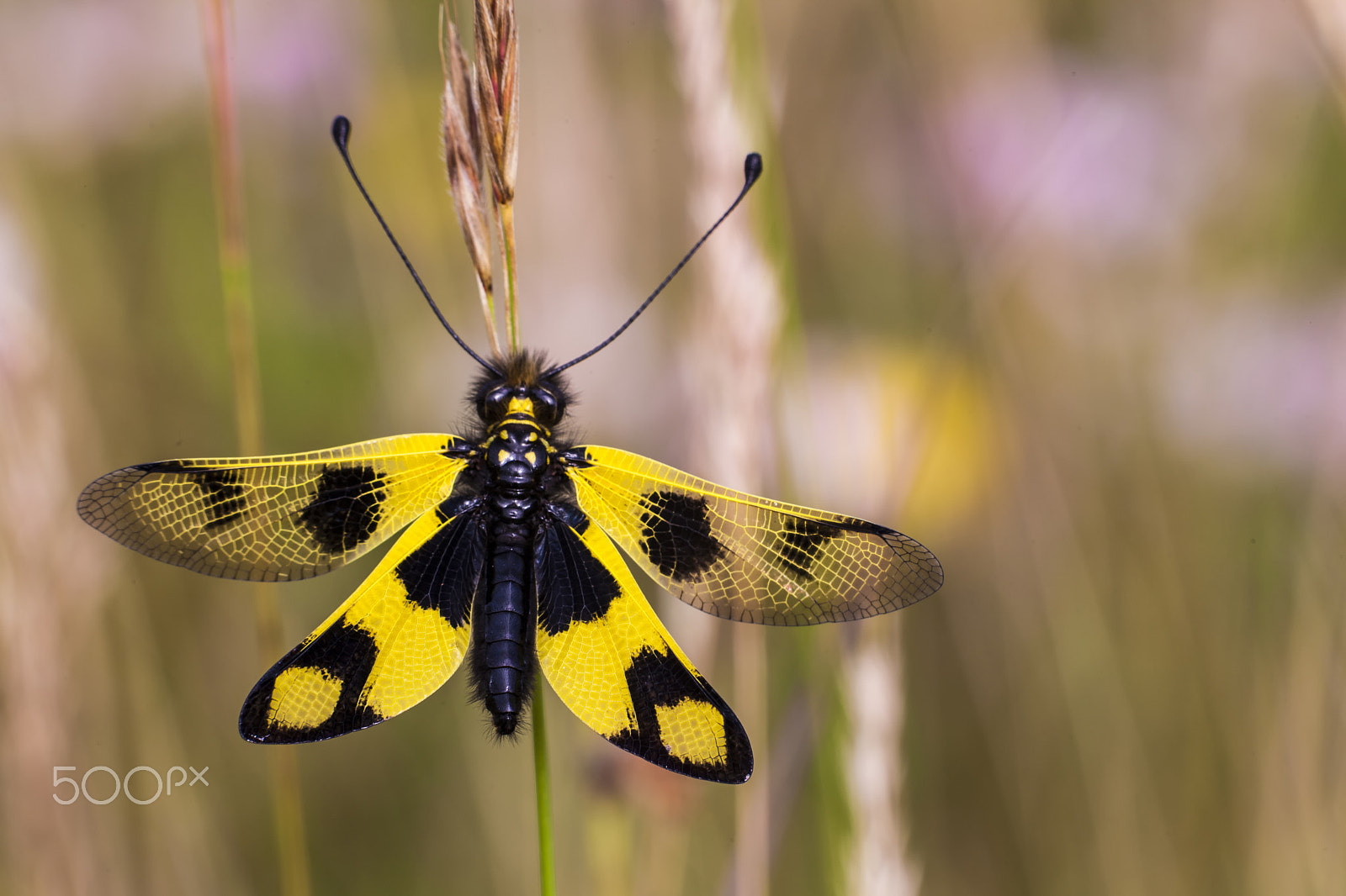 Sigma APO Macro 150mm f/2.8 EX DG HSM sample photo. Libelloides photography