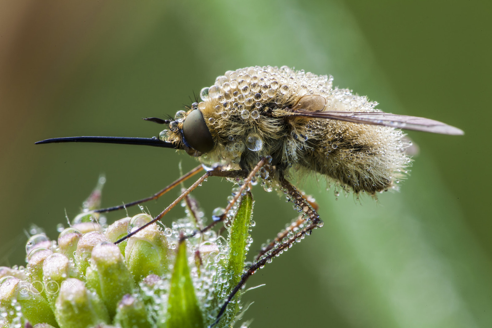 Sigma APO Macro 150mm f/2.8 EX DG HSM sample photo. Bombylius photography
