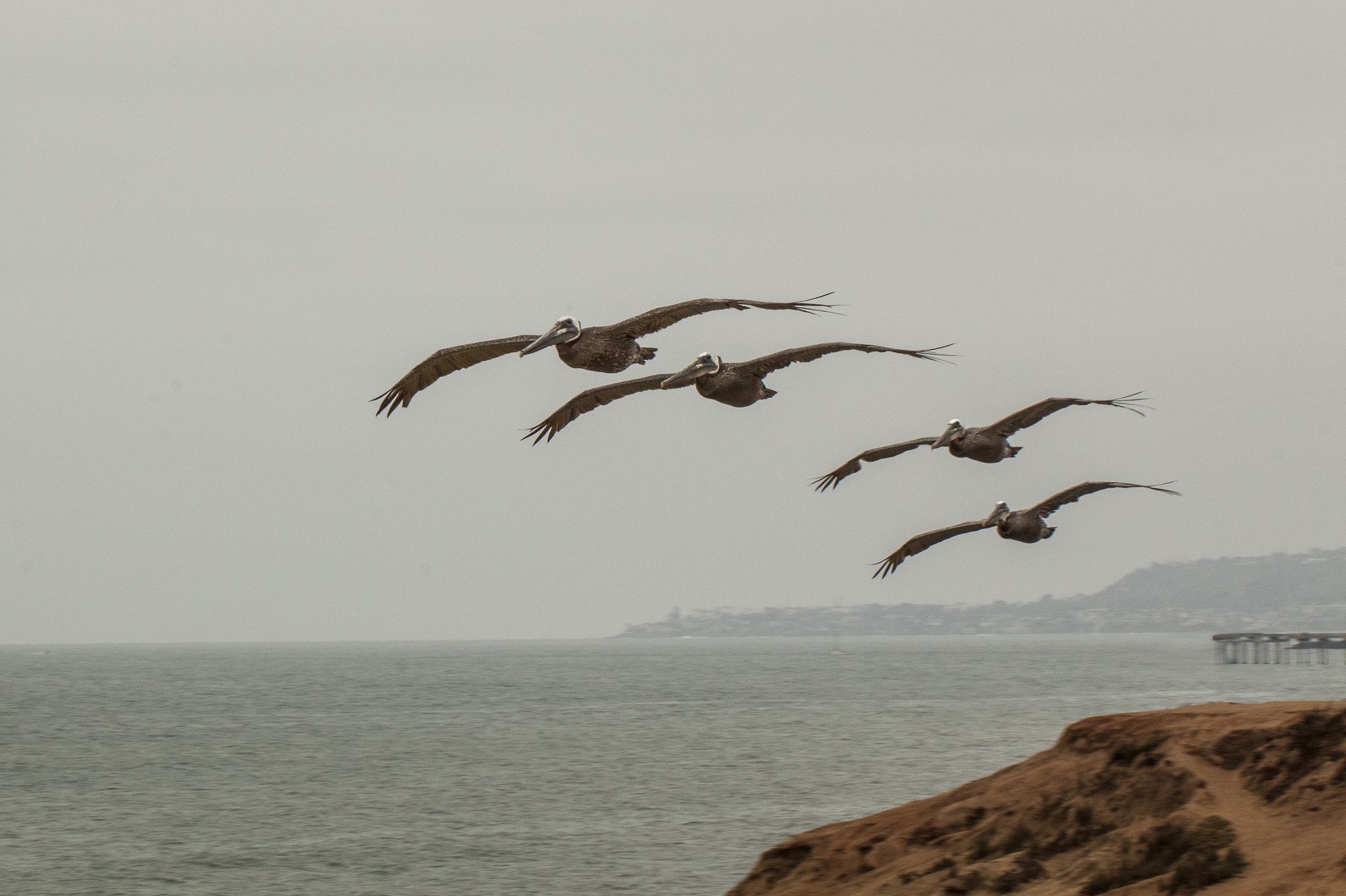 Canon EF 100mm F2.8L Macro IS USM sample photo. Pelicans at sunset cliffs photography
