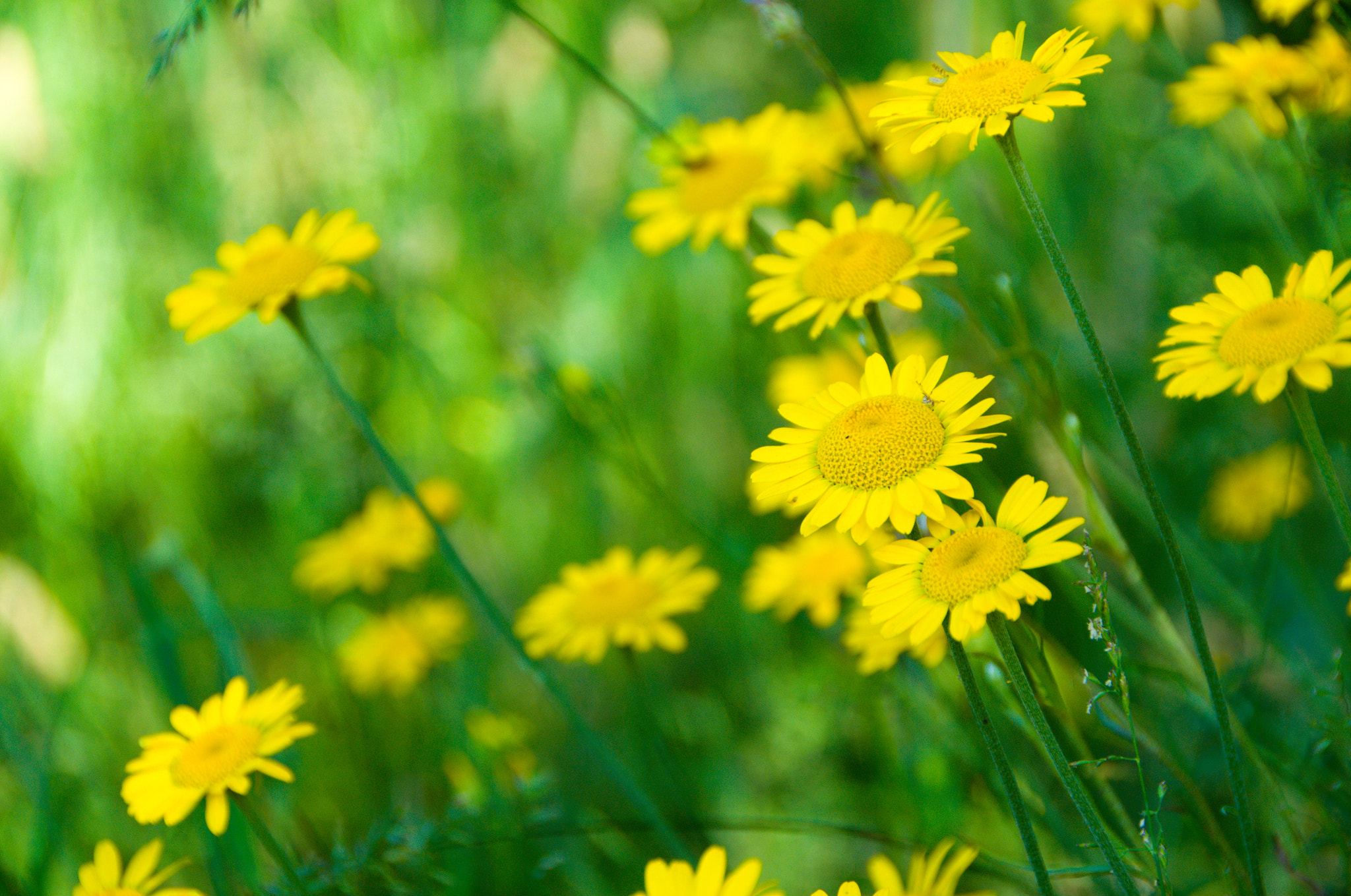 Sigma 18-250mm F3.5-6.3 DC OS HSM sample photo. Flowers photography