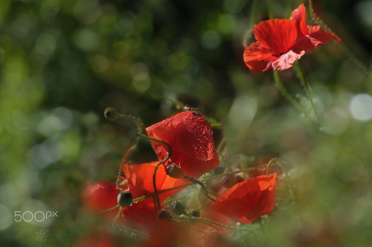 Nikon D300S sample photo. Poppies last days photography