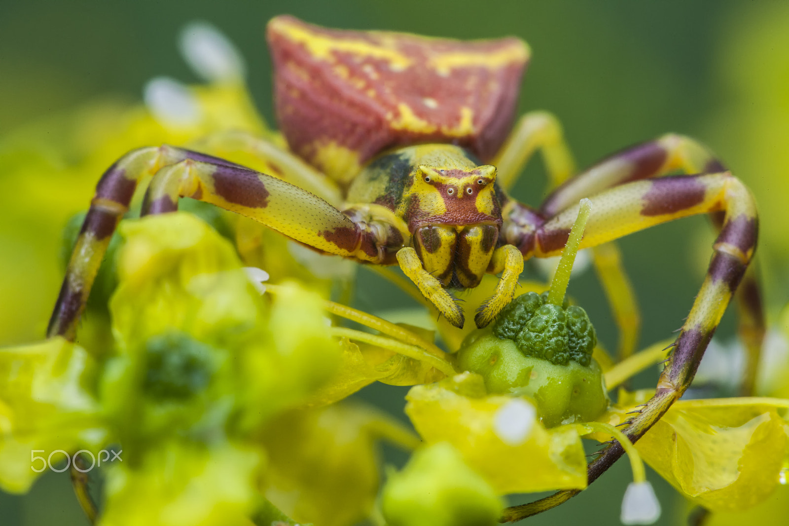 Sigma APO Macro 150mm f/2.8 EX DG HSM sample photo. Crab spider photography
