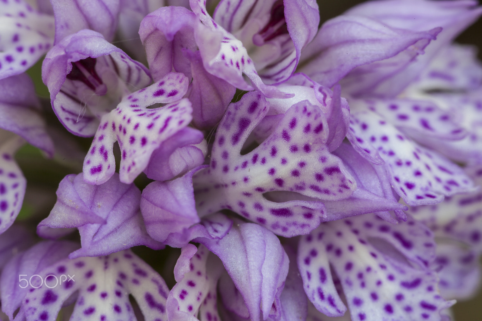 Sigma APO Macro 150mm f/2.8 EX DG HSM sample photo. Orchid and flowers photography
