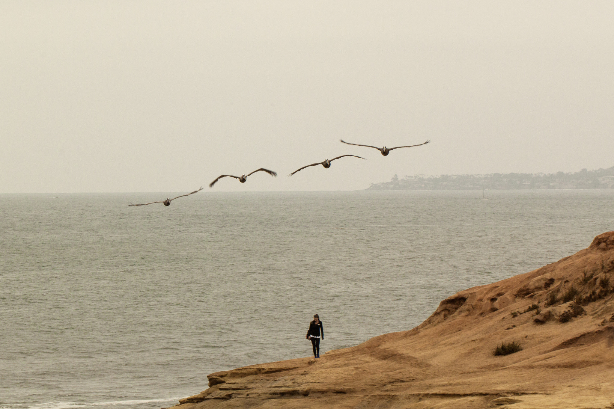 Canon EF 100mm F2.8L Macro IS USM sample photo. Pelicans at sunset cliffs photography