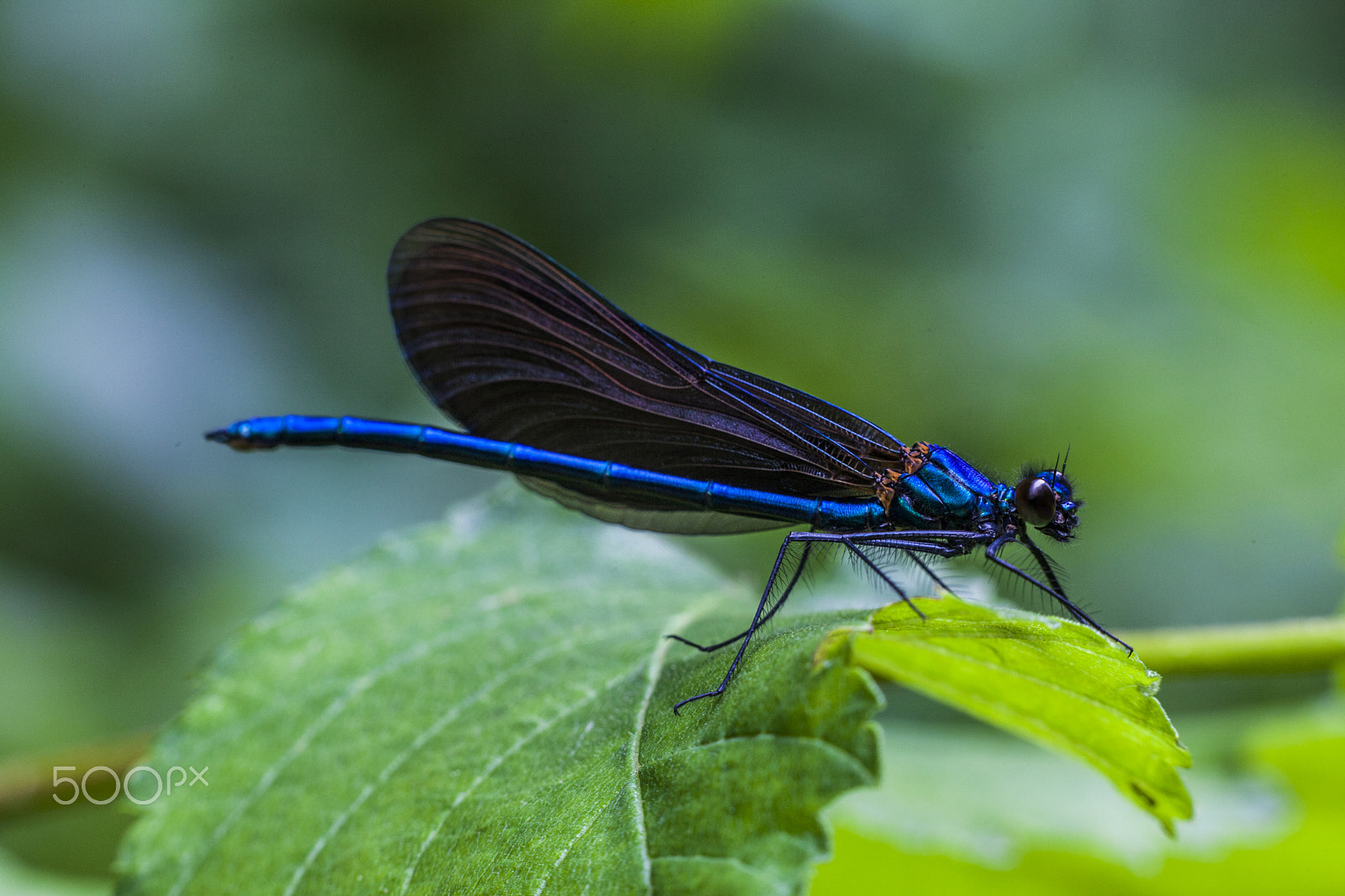 Sigma APO Macro 150mm f/2.8 EX DG HSM sample photo. Dragonfly photography