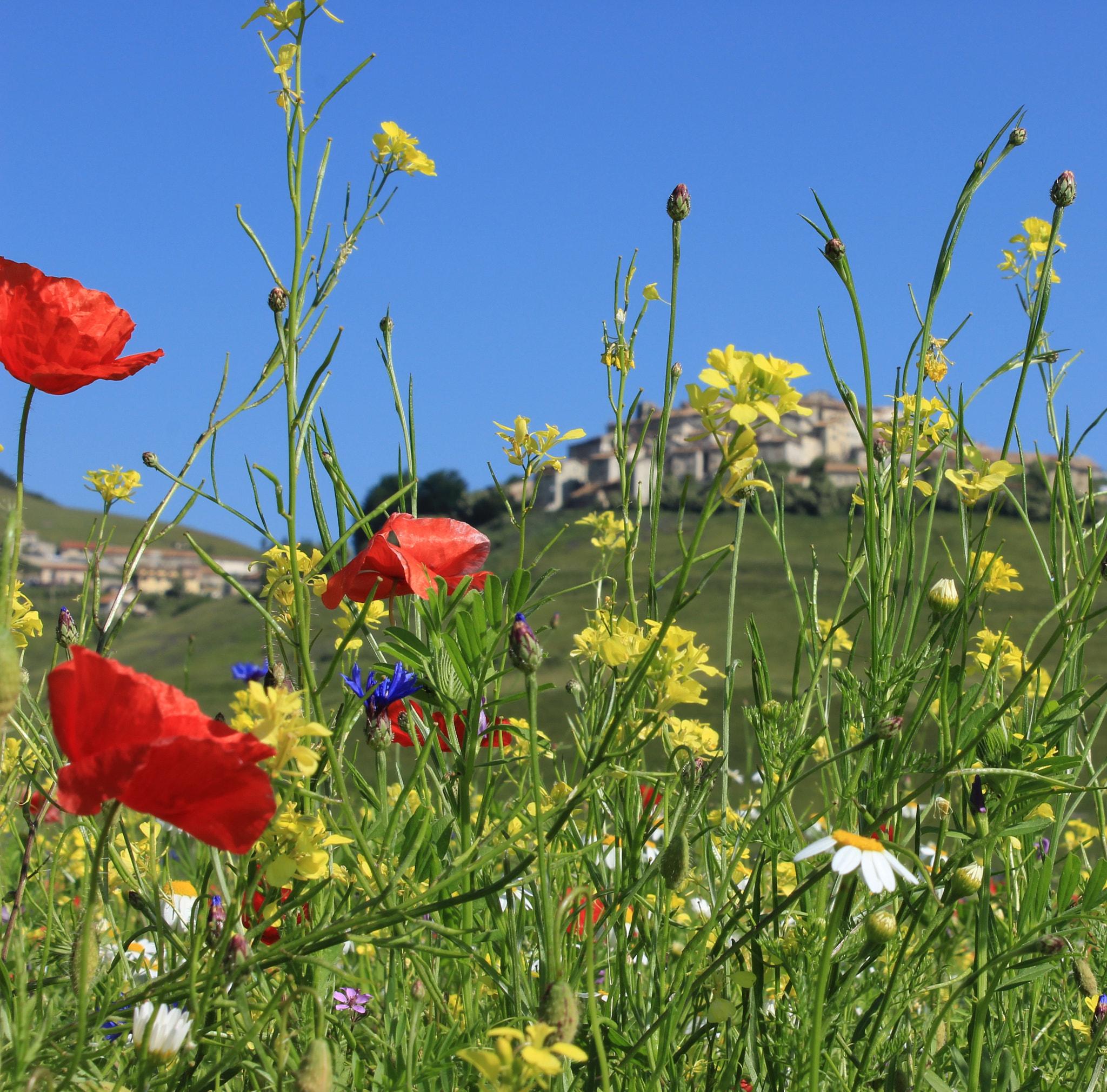 Canon EF-S 18-55mm F3.5-5.6 III sample photo. Fioritura "castelluccio" photography