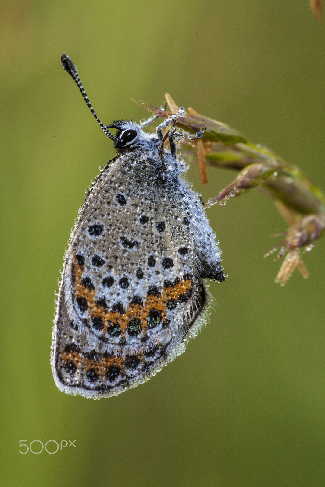 Sigma APO Macro 150mm f/2.8 EX DG HSM sample photo. Butterfly photography