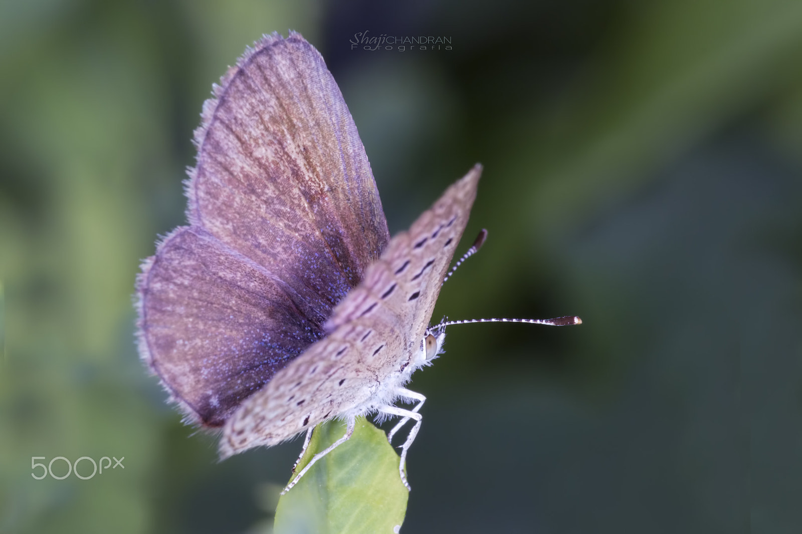 Canon EF 180mm F3.5L Macro USM sample photo. Butterfly photography