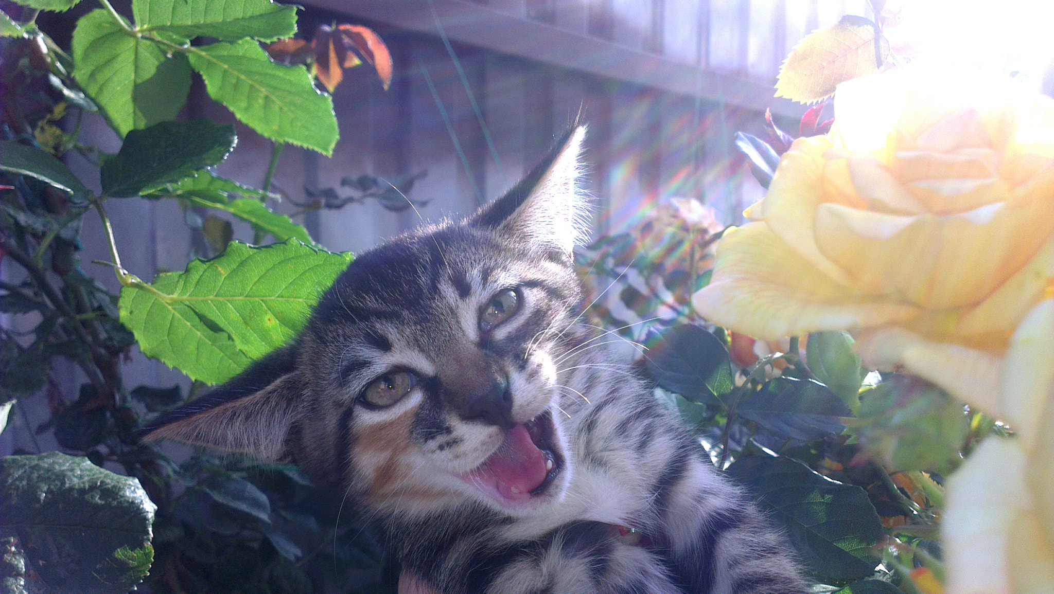 HTC ONE X sample photo. Summeeeer!!! photography