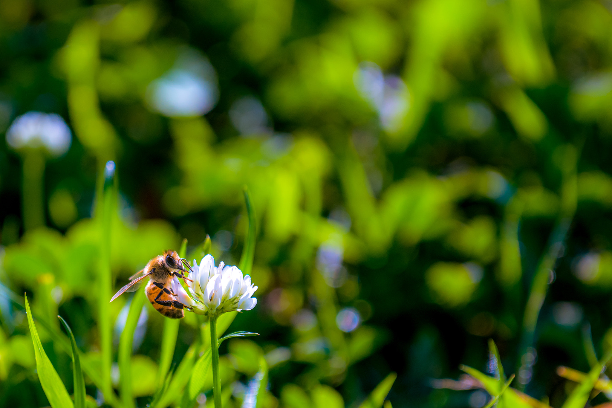 Sony a7 II + Sony 70-400mm F4-5.6 G SSM sample photo. White clover photography