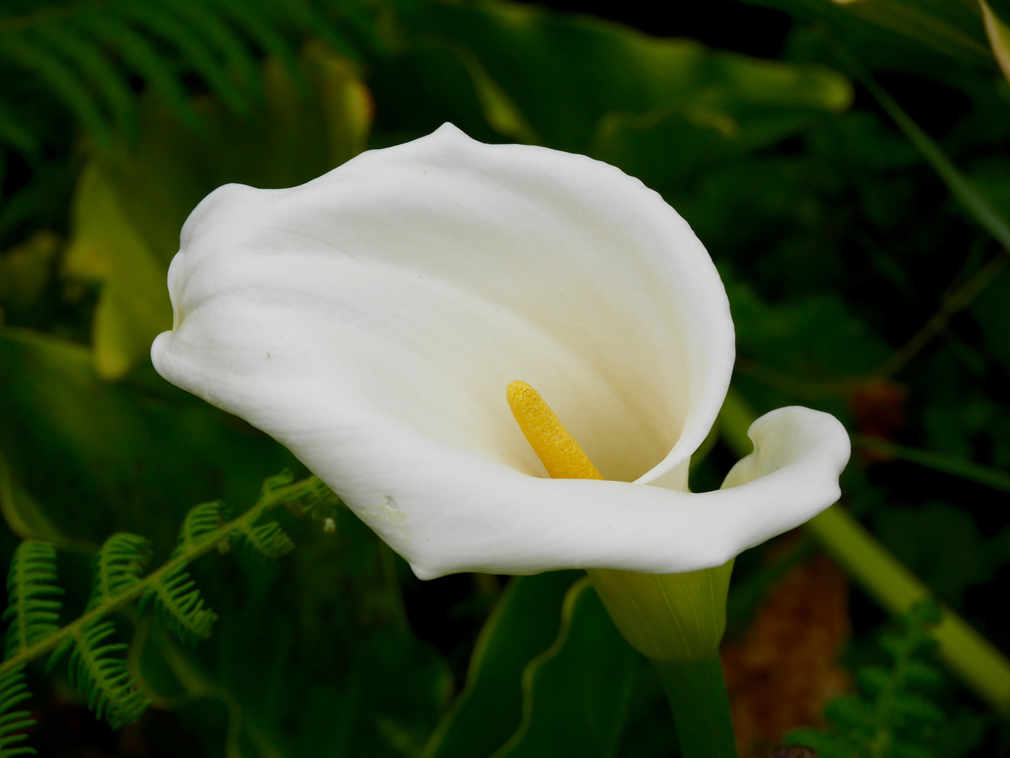 LUMIX G VARIO PZ 14-42/F3.5-5.6 sample photo. Arome photography