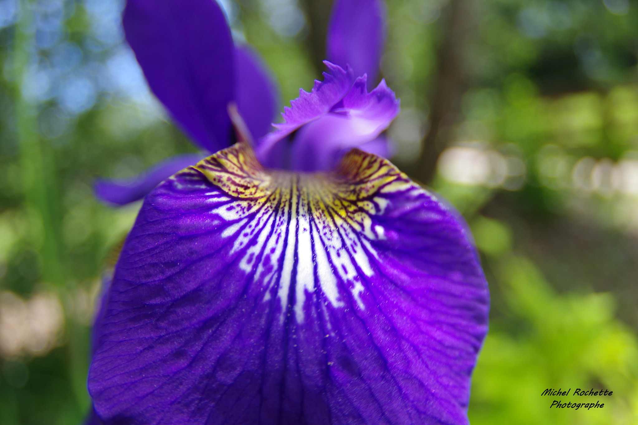 Pentax K-S2 sample photo. Fleur sauvage photography