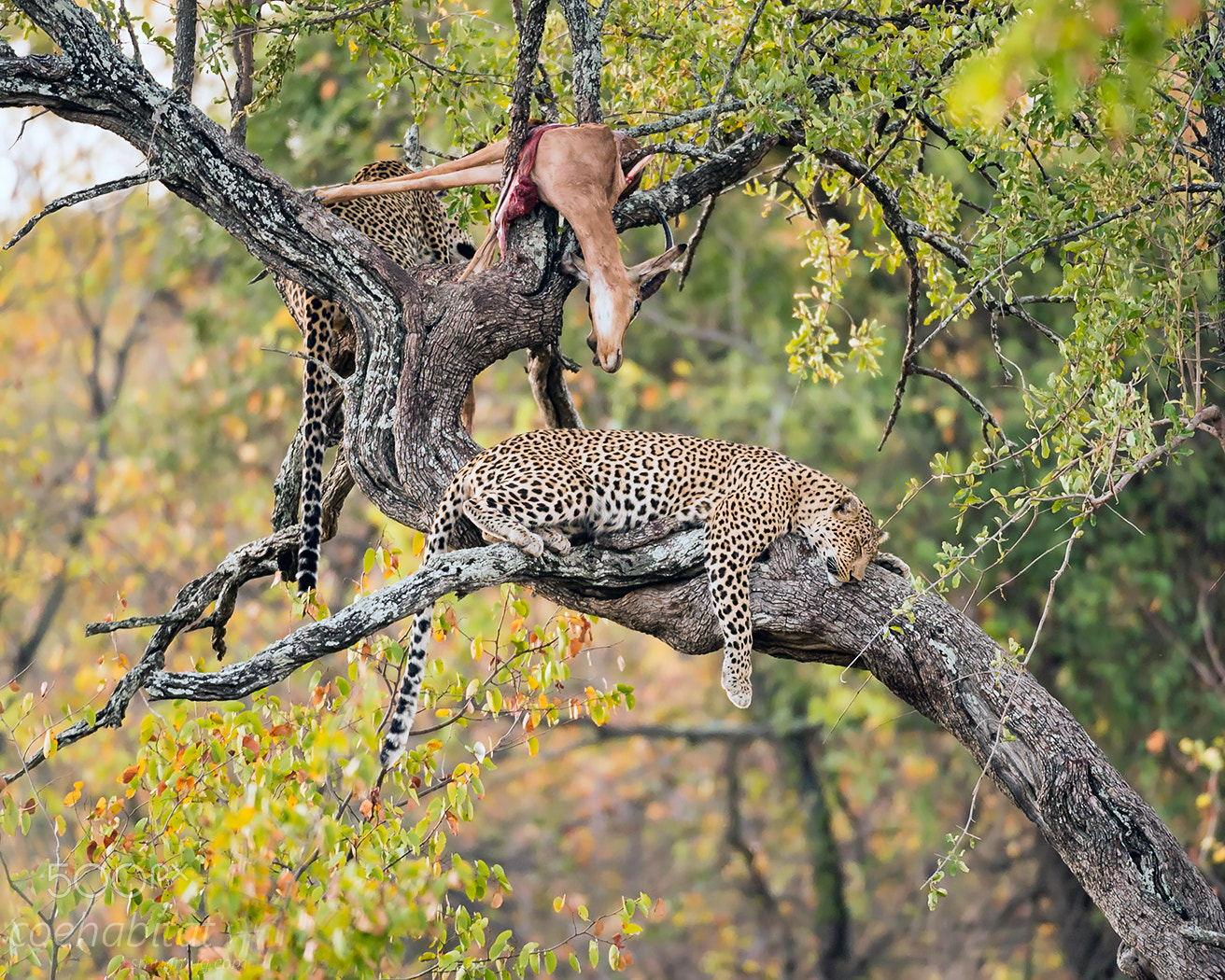Nikon AF-S Nikkor 200-400mm F4G ED-IF VR sample photo. 'tea for two' photography